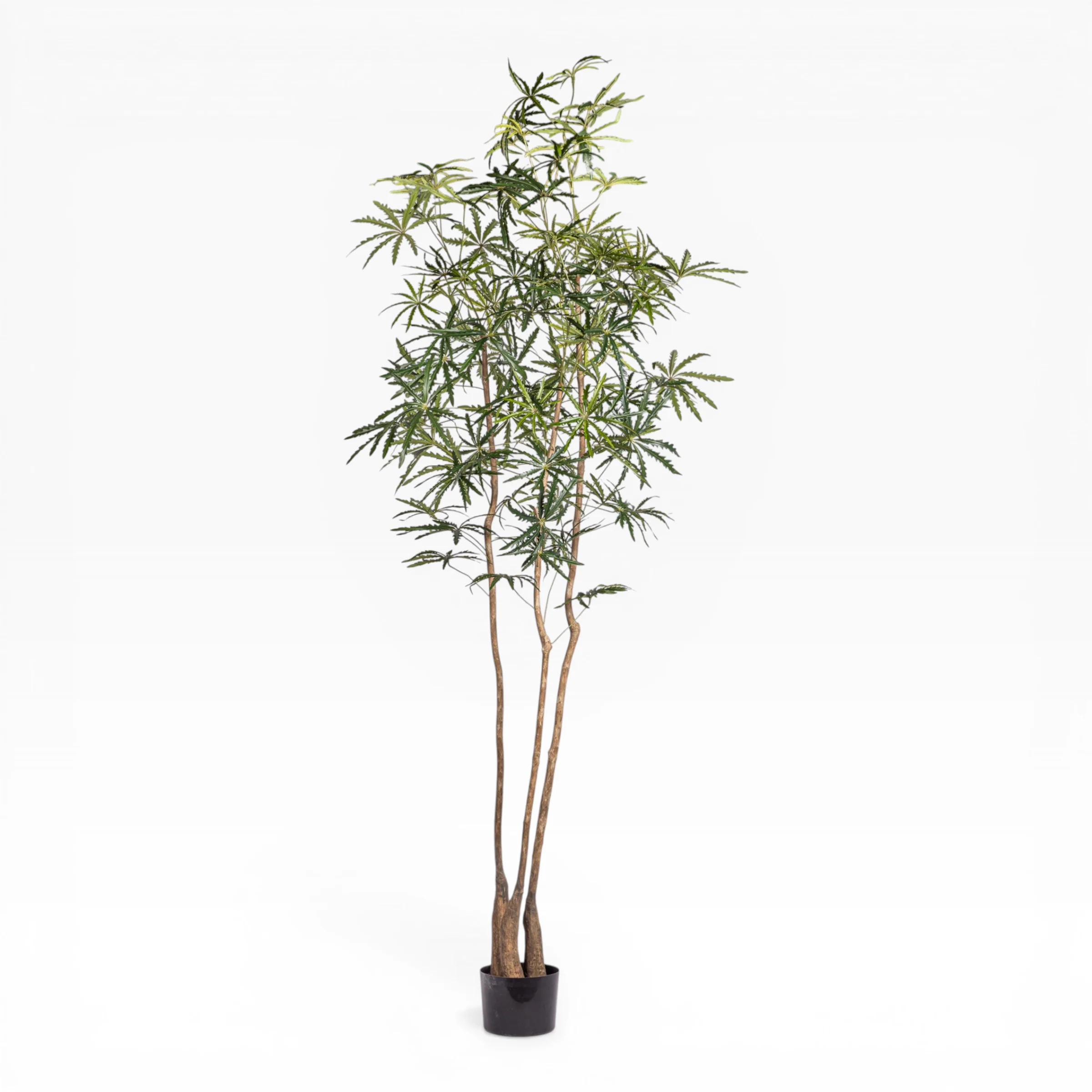 10' False Aria in Large Argos Planter with Moss PC1435CN1373LG - Image 2