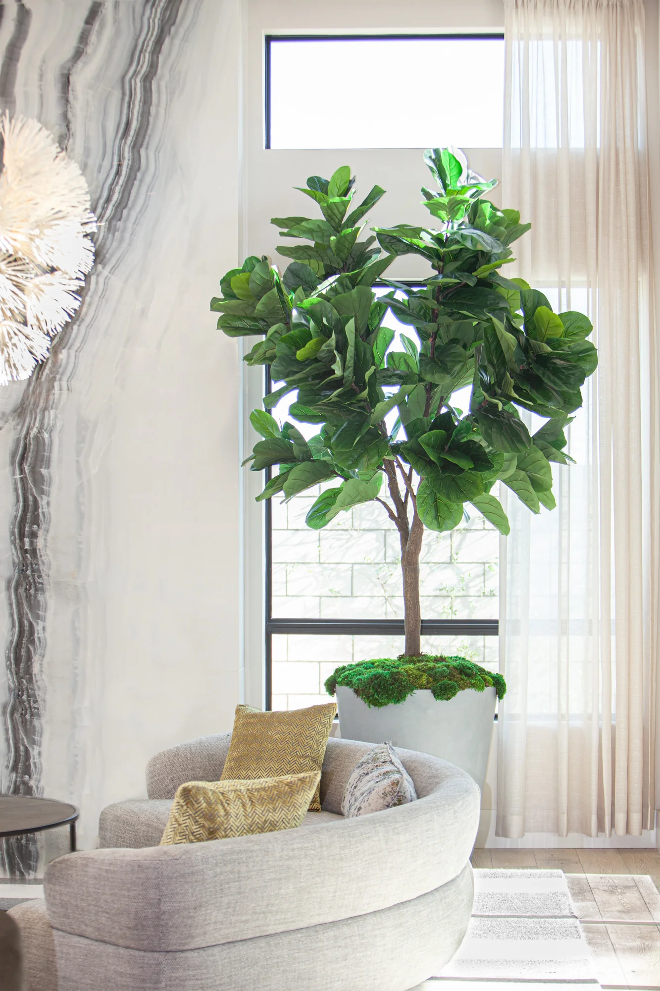 10' Fiddle Leaf Fig Tree   FP1148 - Image 3