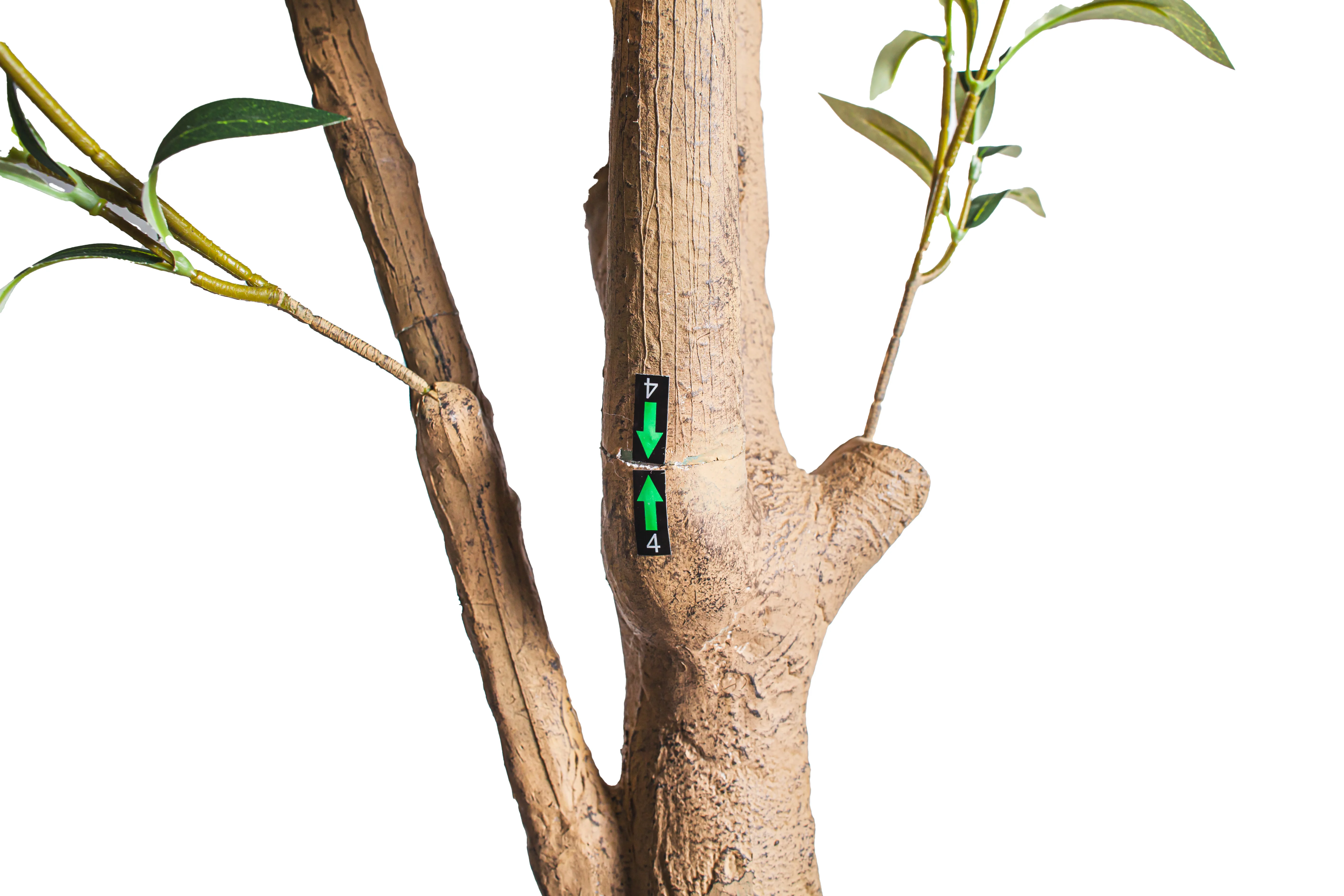 10' Olive Tree   FP1504 - Image 4