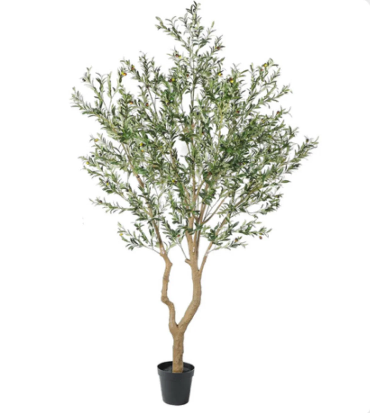 10' Olive Tree   FP1504 - Image 6