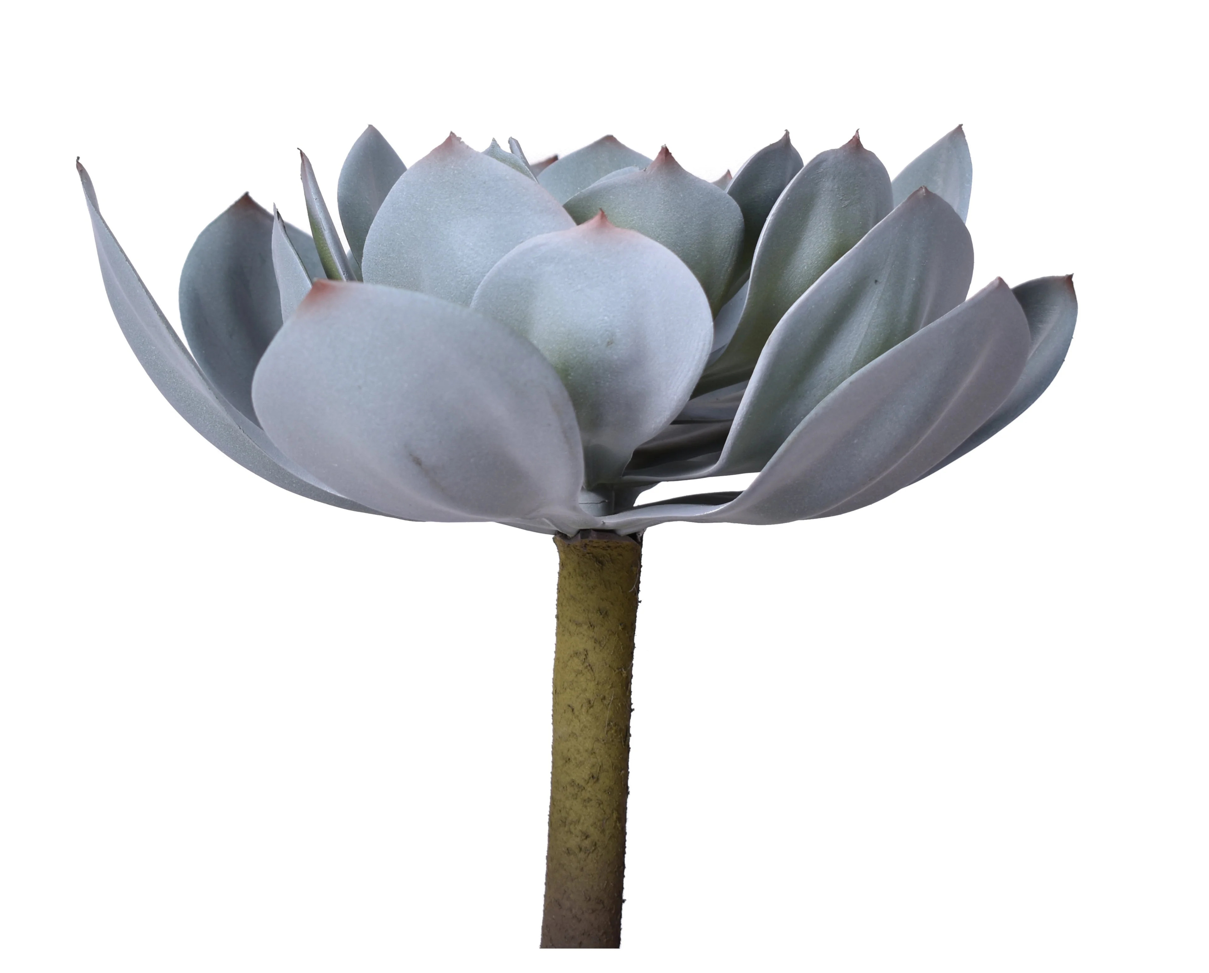 11" Houseleek Pick - UV Treated SF1074UV