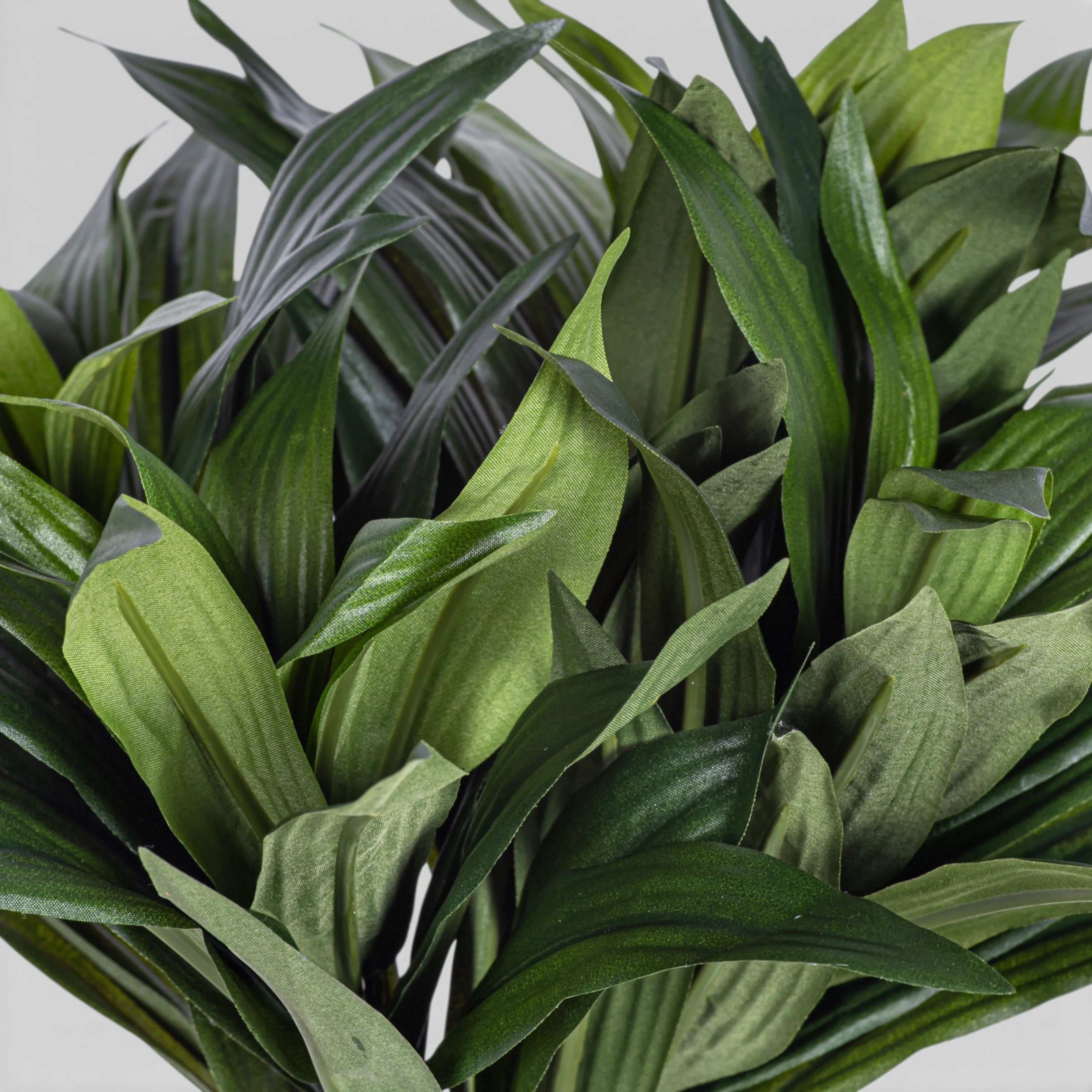 12" Dracaena Fragans Stem   ST1200 - Image 3