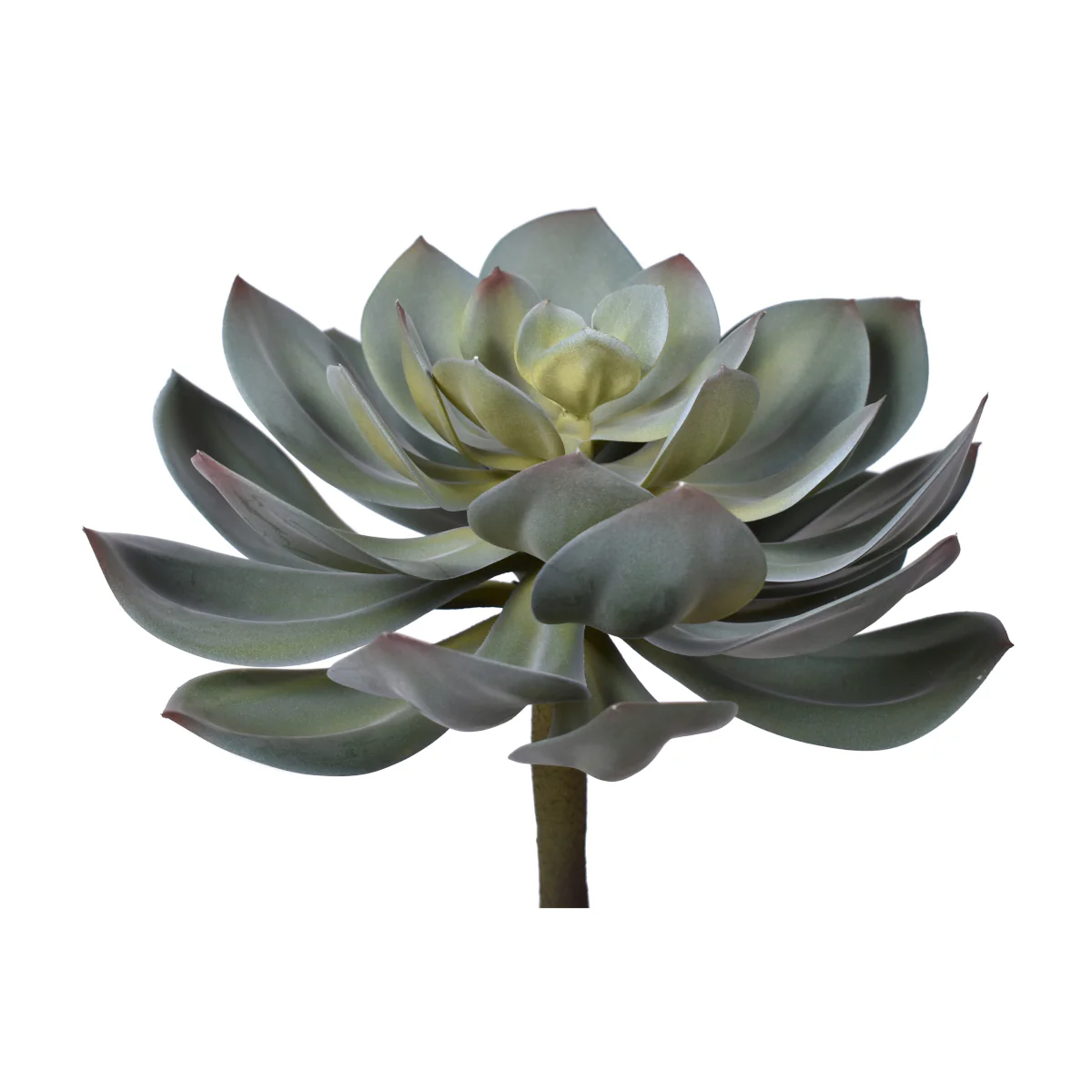 12" Houseleek Pick - UV Treated SF1075UV
