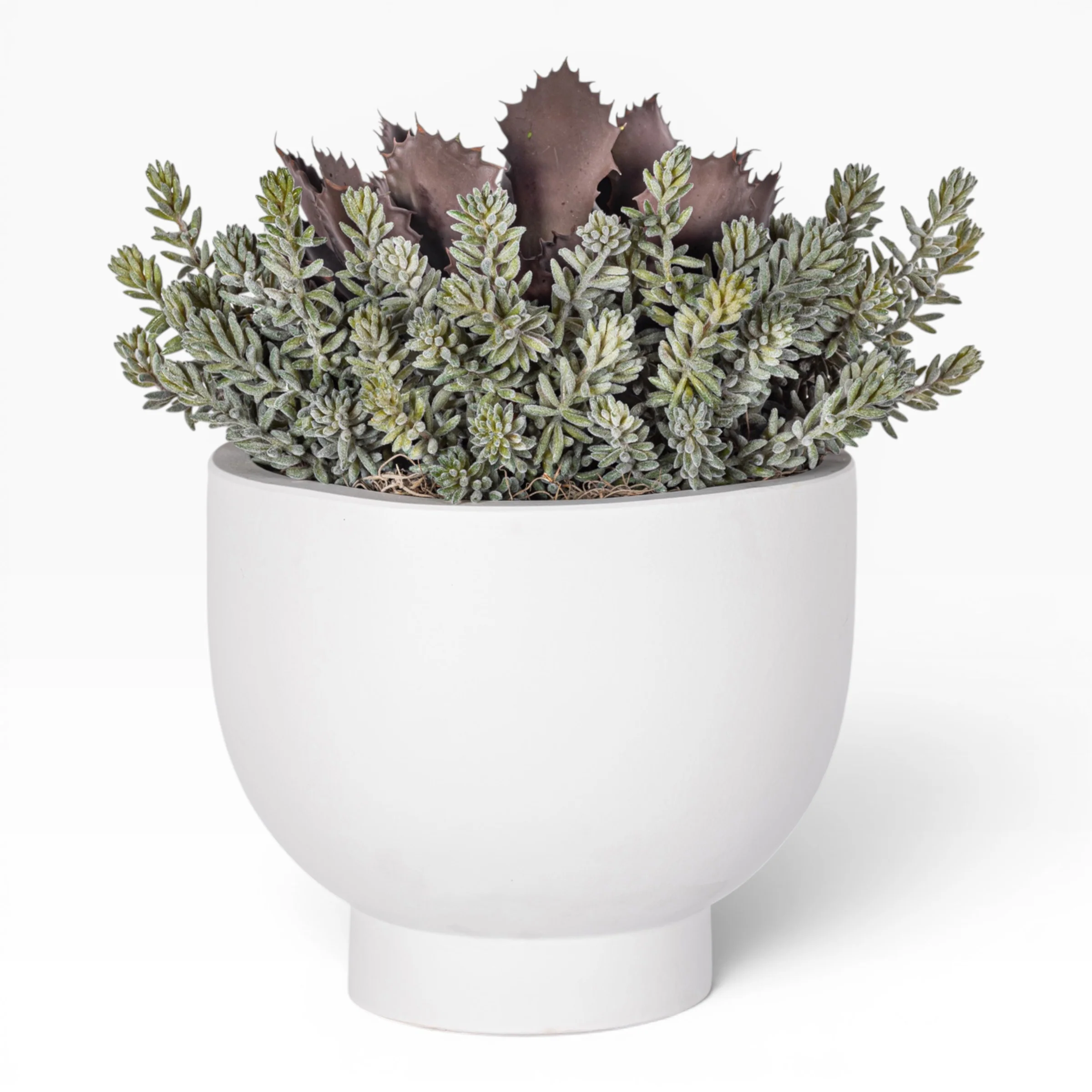 12" White Mack Compote with Succulent Arrangement AR1836 - Image 3