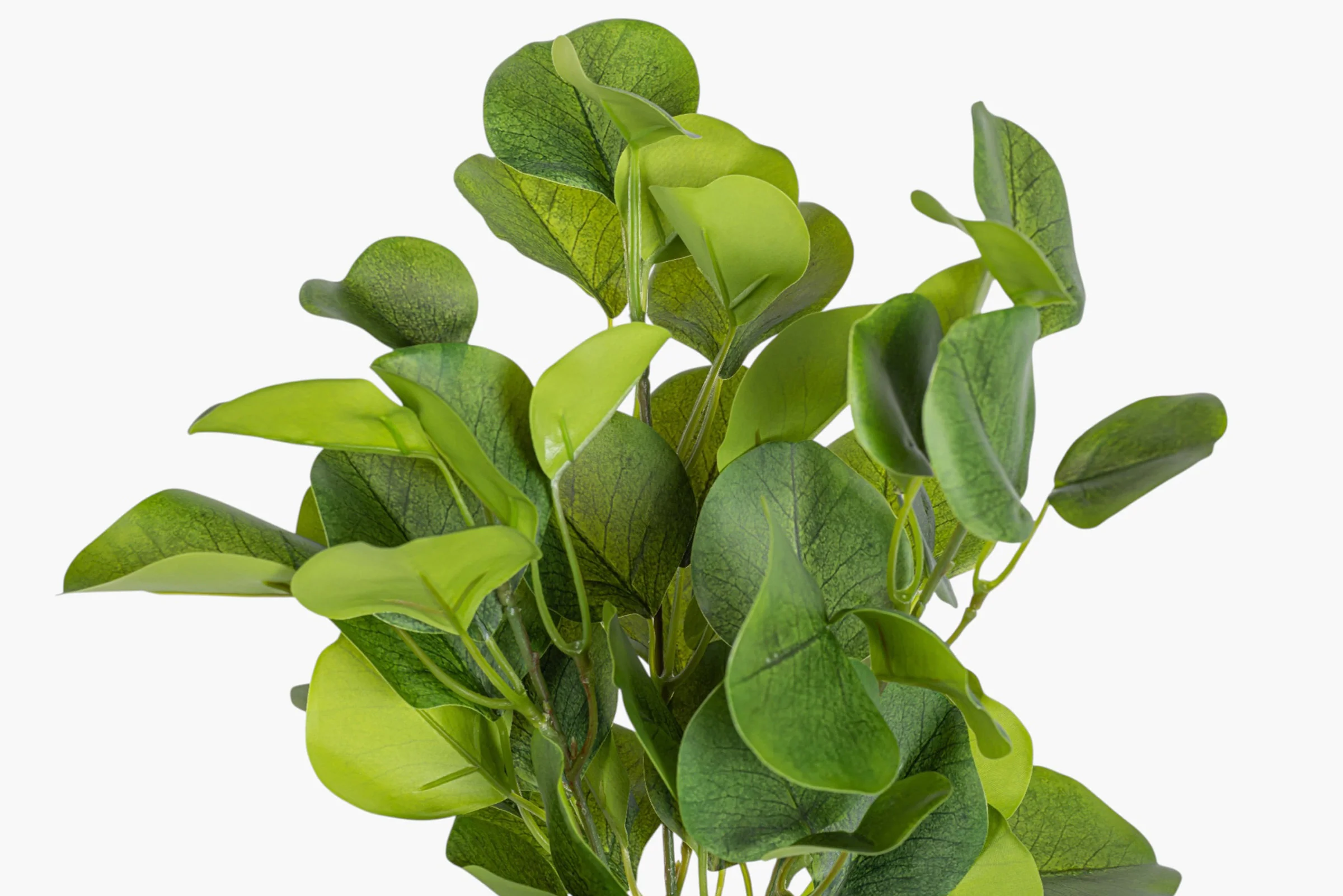 13" Eucalyptus Bush Stem ST1245 - Image 2