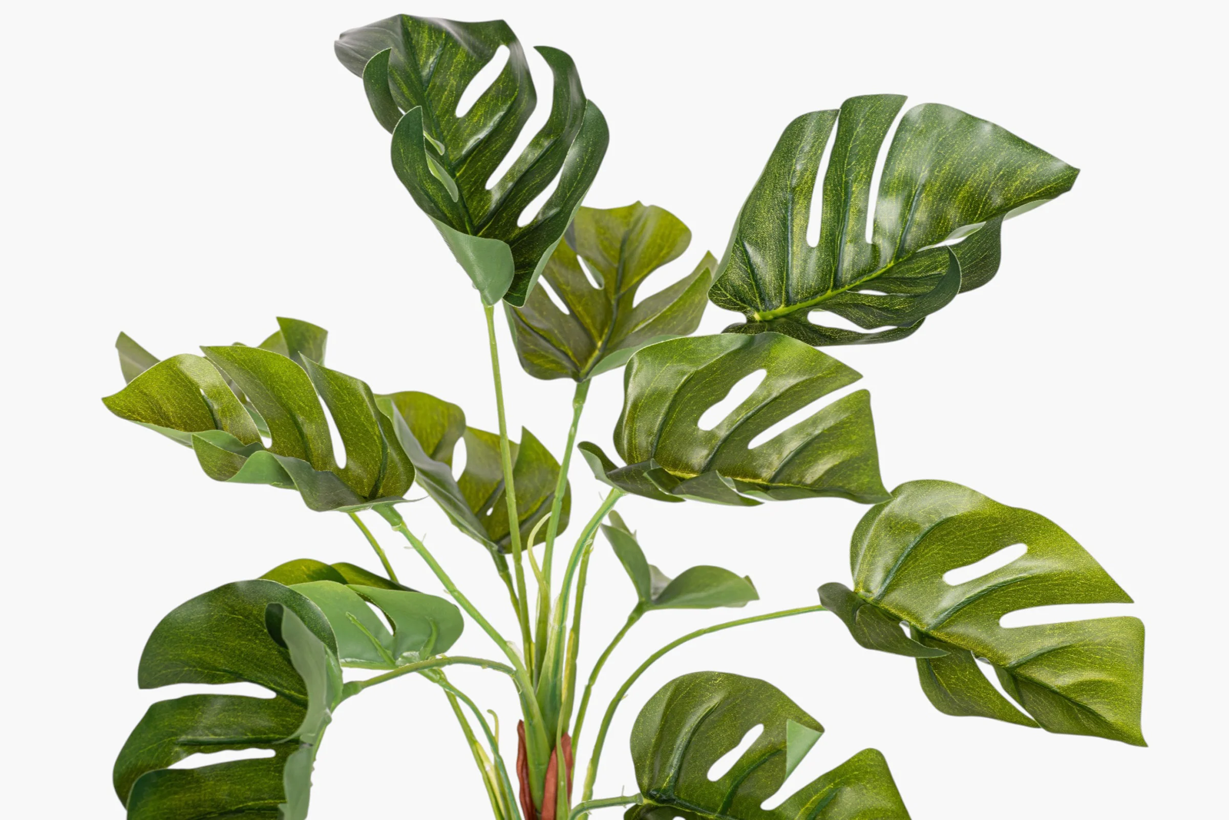 13" Split Philodendron Bush Stem ST1246 - Image 2