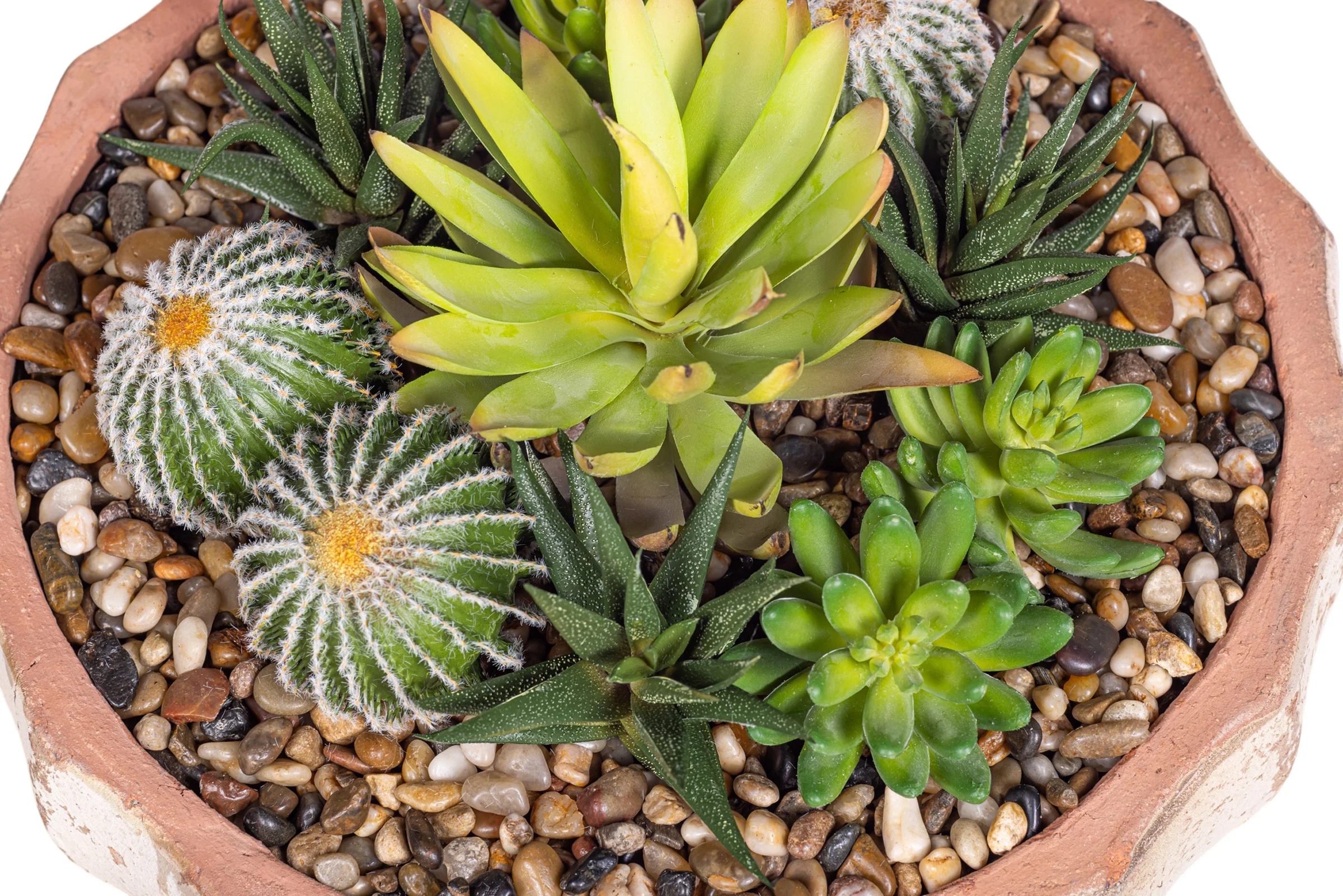 14" Ansel Bowl with Mixed Succulent Arrangement AR1612 - Image 4