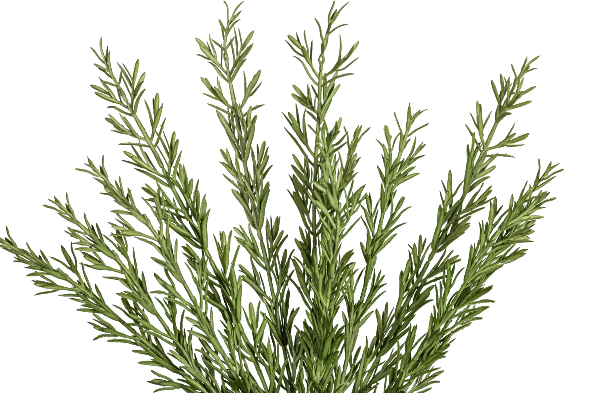15.5" Rosemary Stem   ST1227 - Image 2