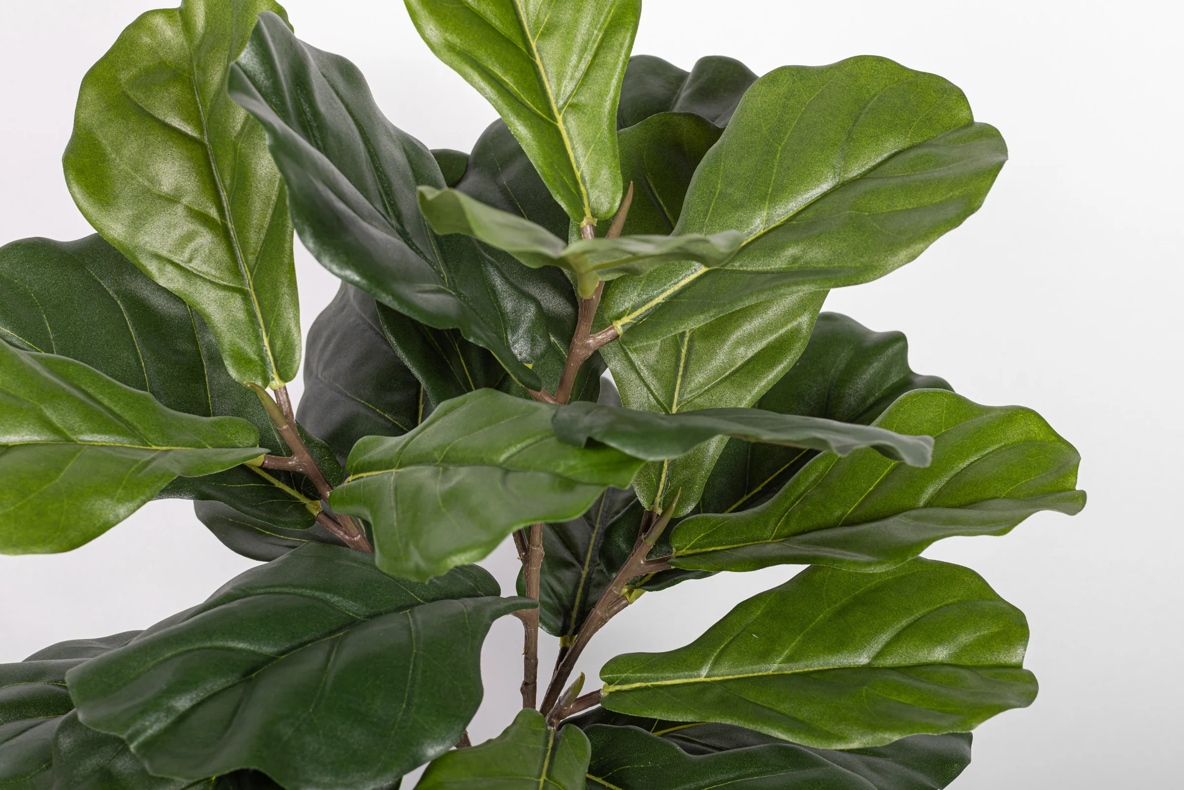 15" Fiddle Leaf Fig Potted Plant   PP1064 - Image 3