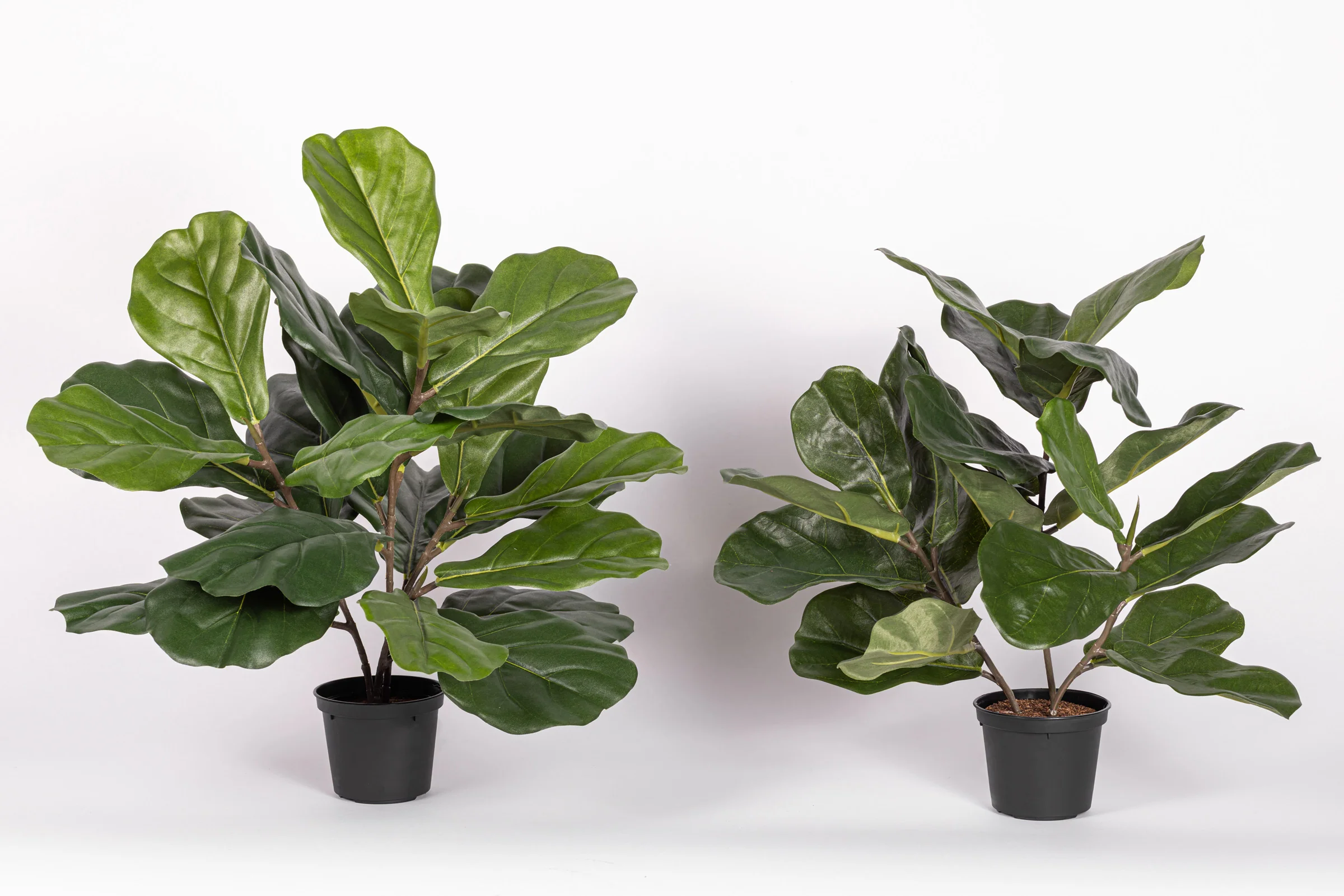 15" Fiddle Leaf Fig Potted Plant   PP1064 - Image 4