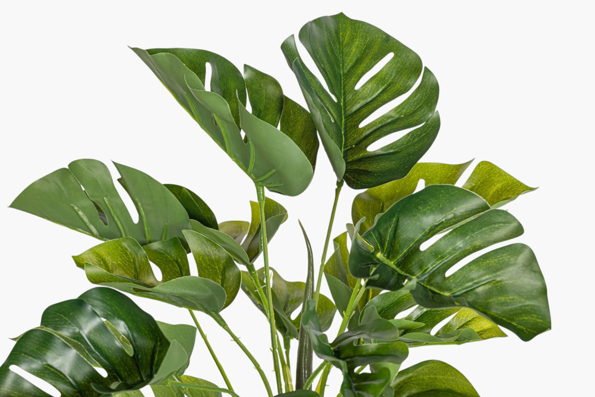15" Split Philodendron Bush Stem ST1247 - Image 2