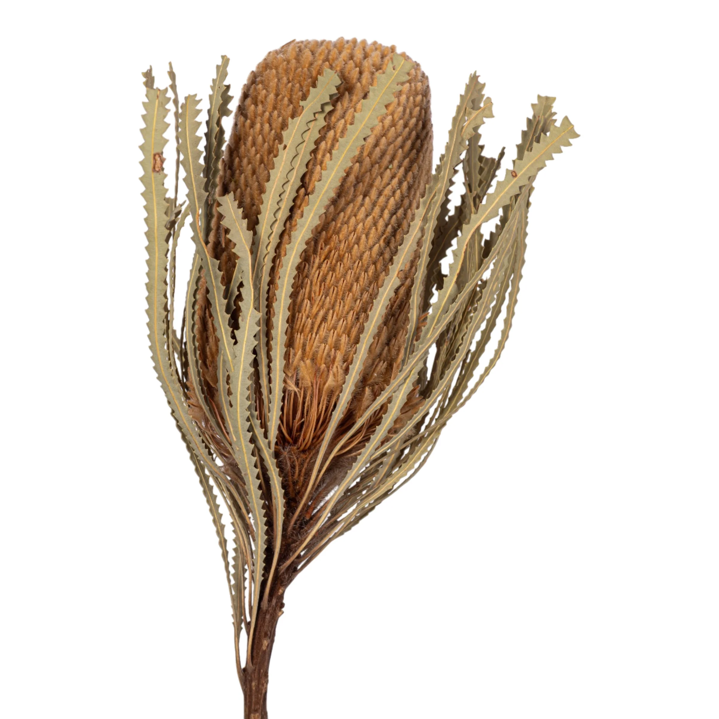 16" Dried Protea Stem FL1127 - Image 2