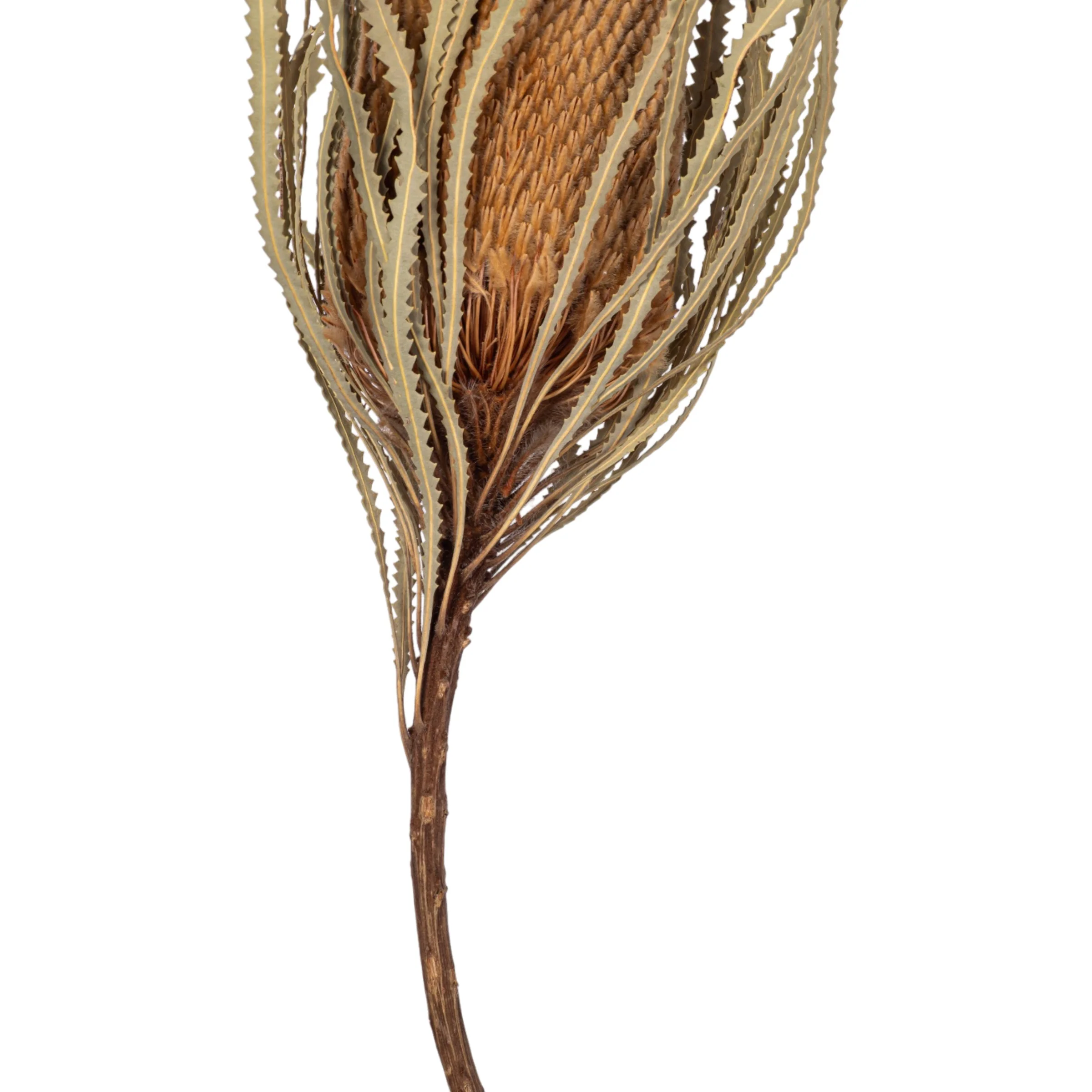 16" Dried Protea Stem FL1127 - Image 3