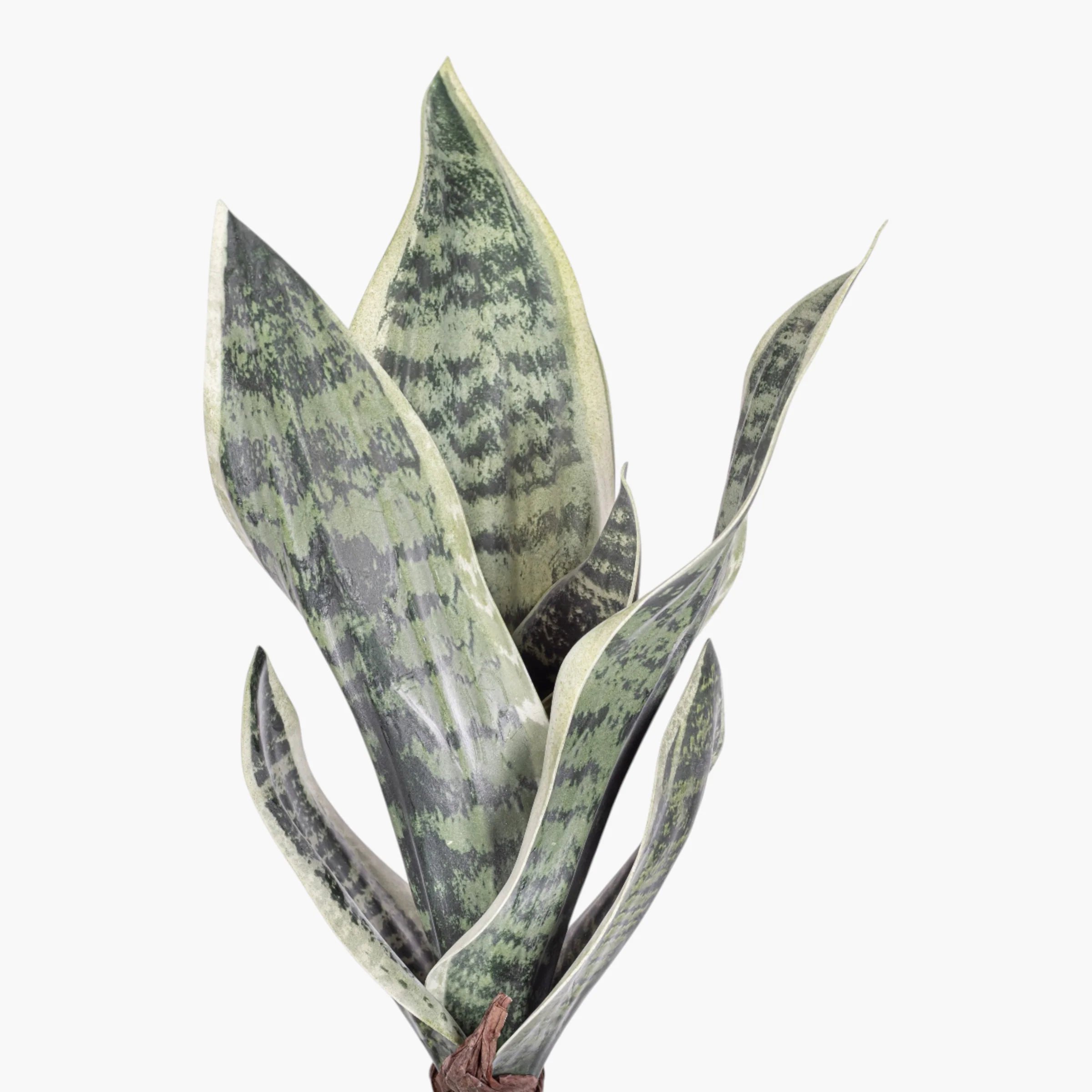 16" Sanseveria Stem ST1249 - Image 2