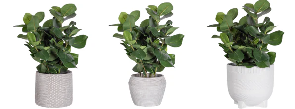 18" Clusia Arrangement AR1934