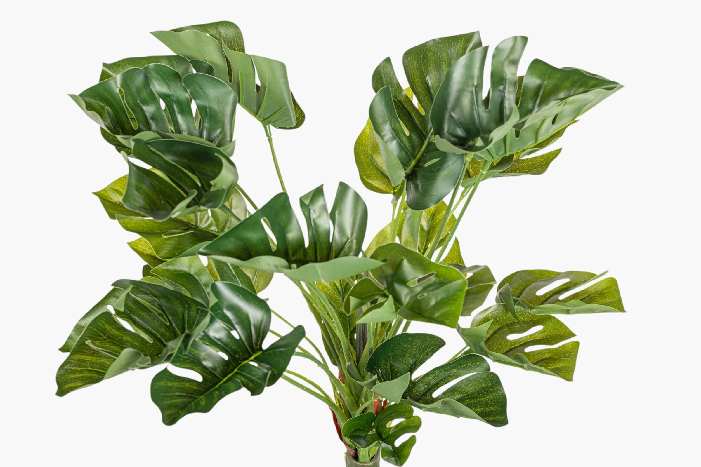 18" Split Philodendron Bush Stem ST1248 - Image 2