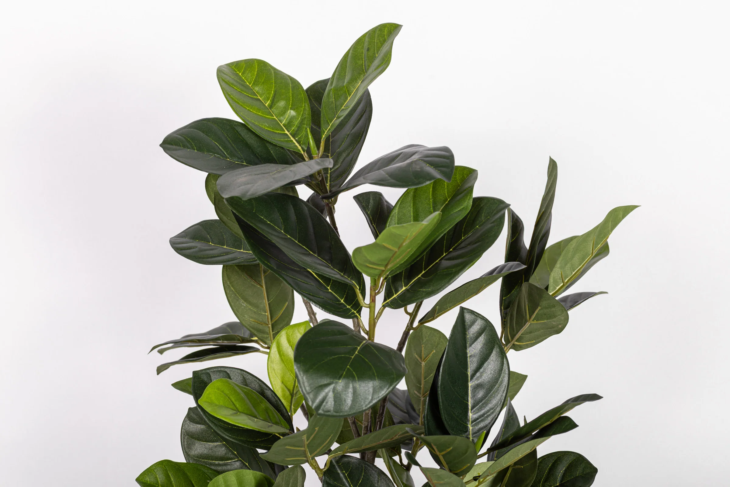 19" Artocarpus Potted Plant   PP1067 - Image 3
