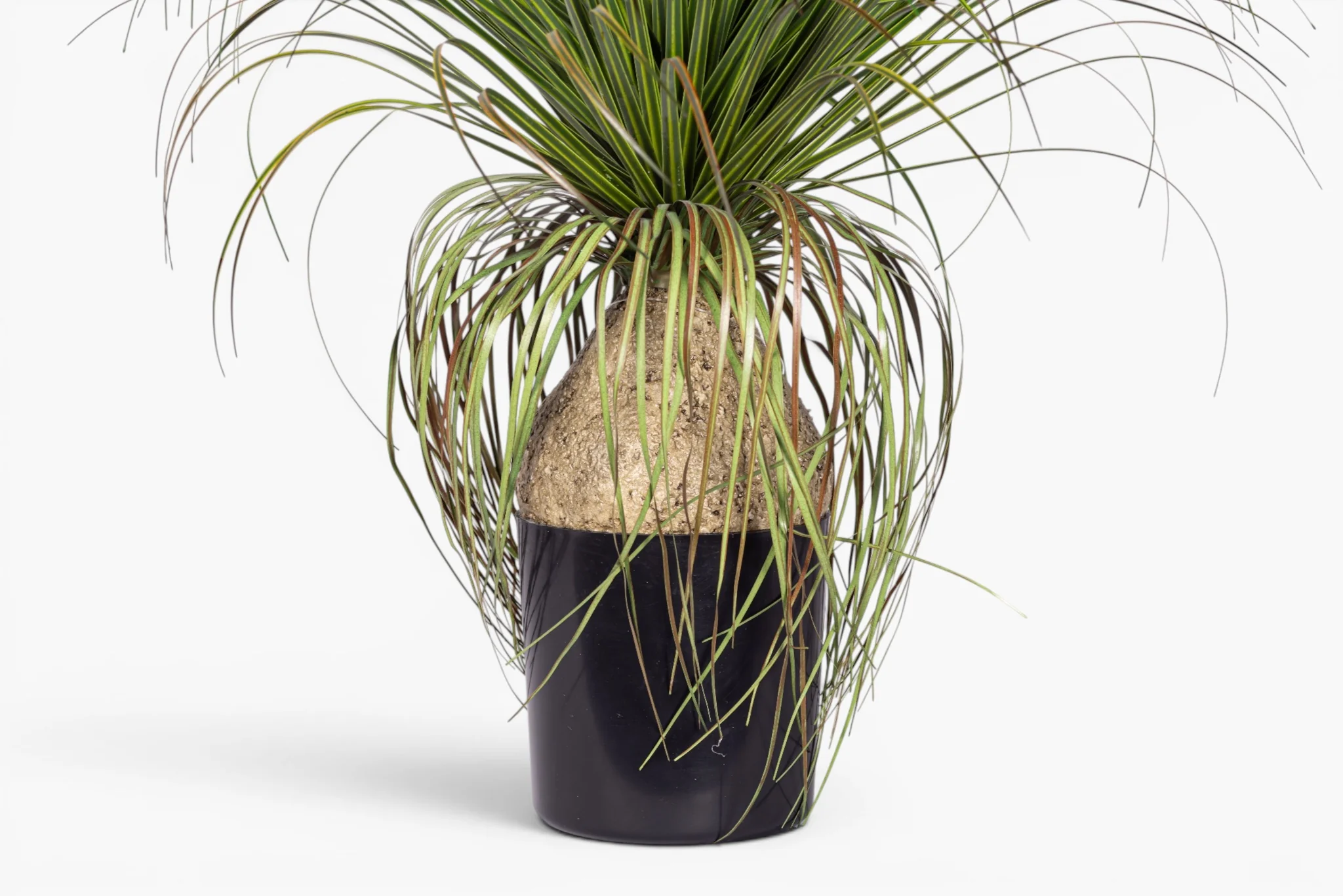 20" Pony Tail Palm - UV Treated PP1072 - Image 2