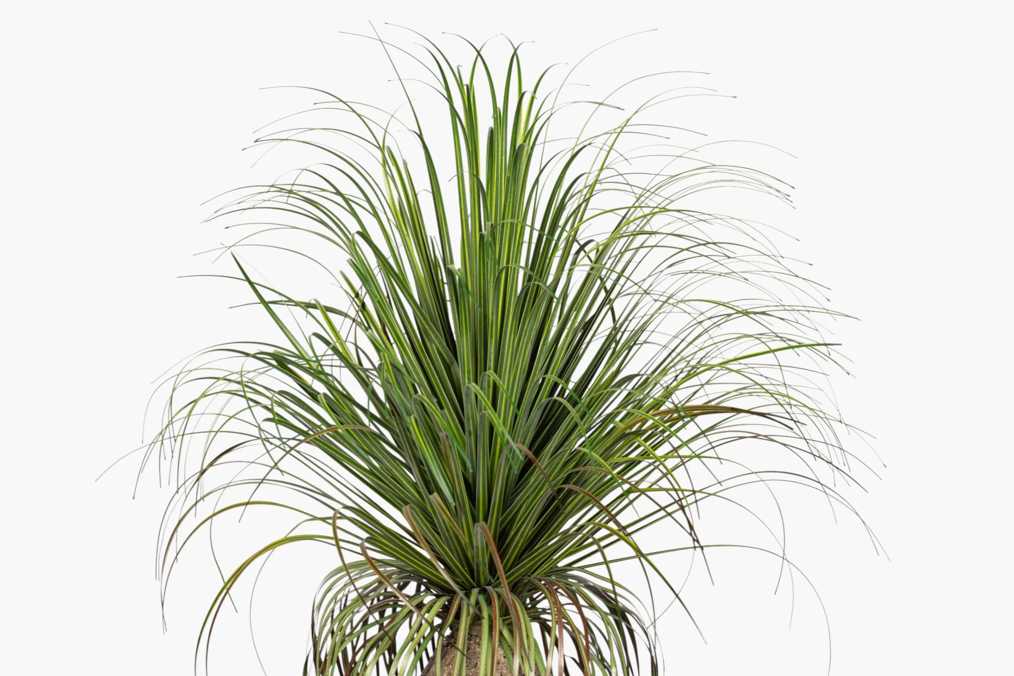 20" Pony Tail Palm - UV Treated PP1072 - Image 3