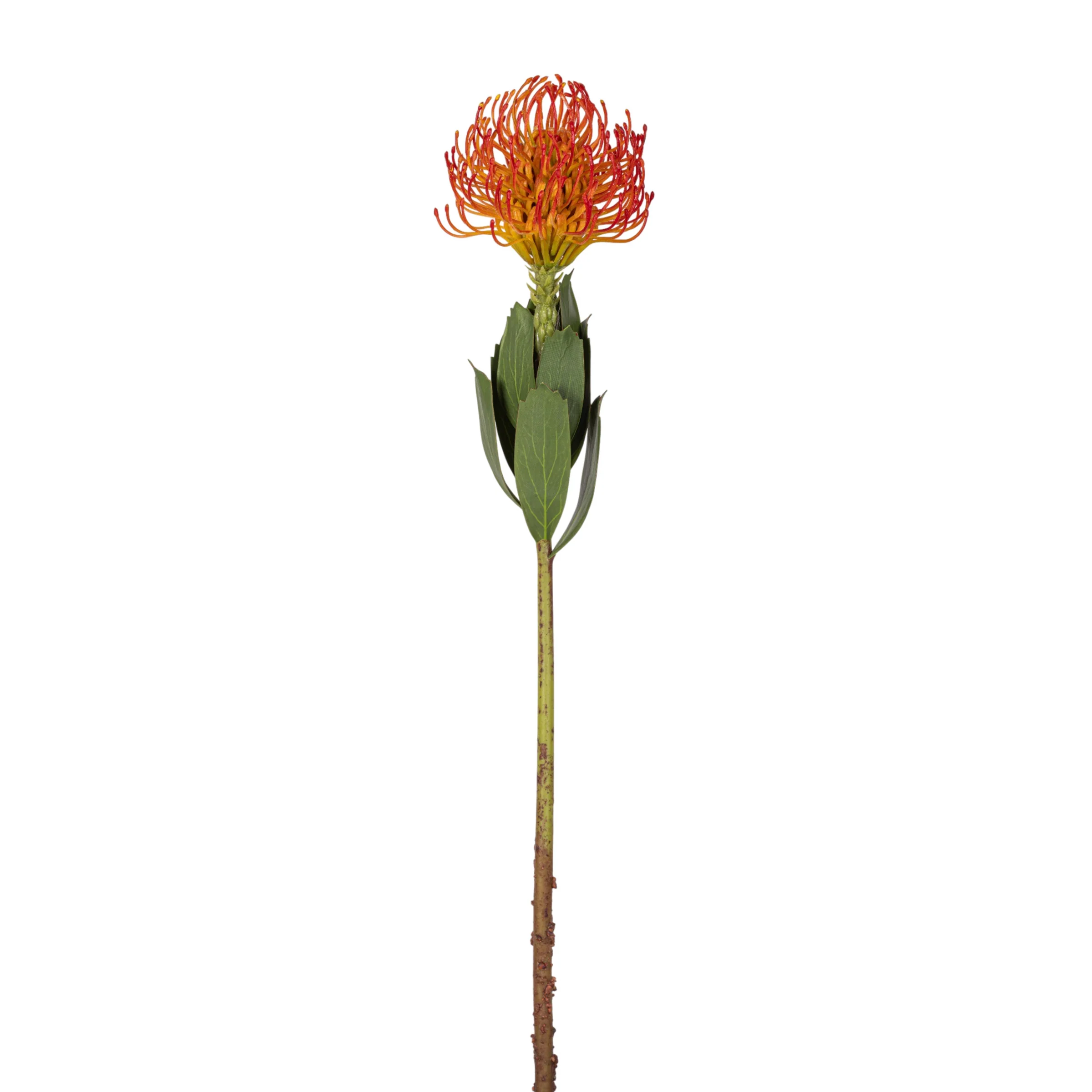 21" Red Protea Stem FL1126