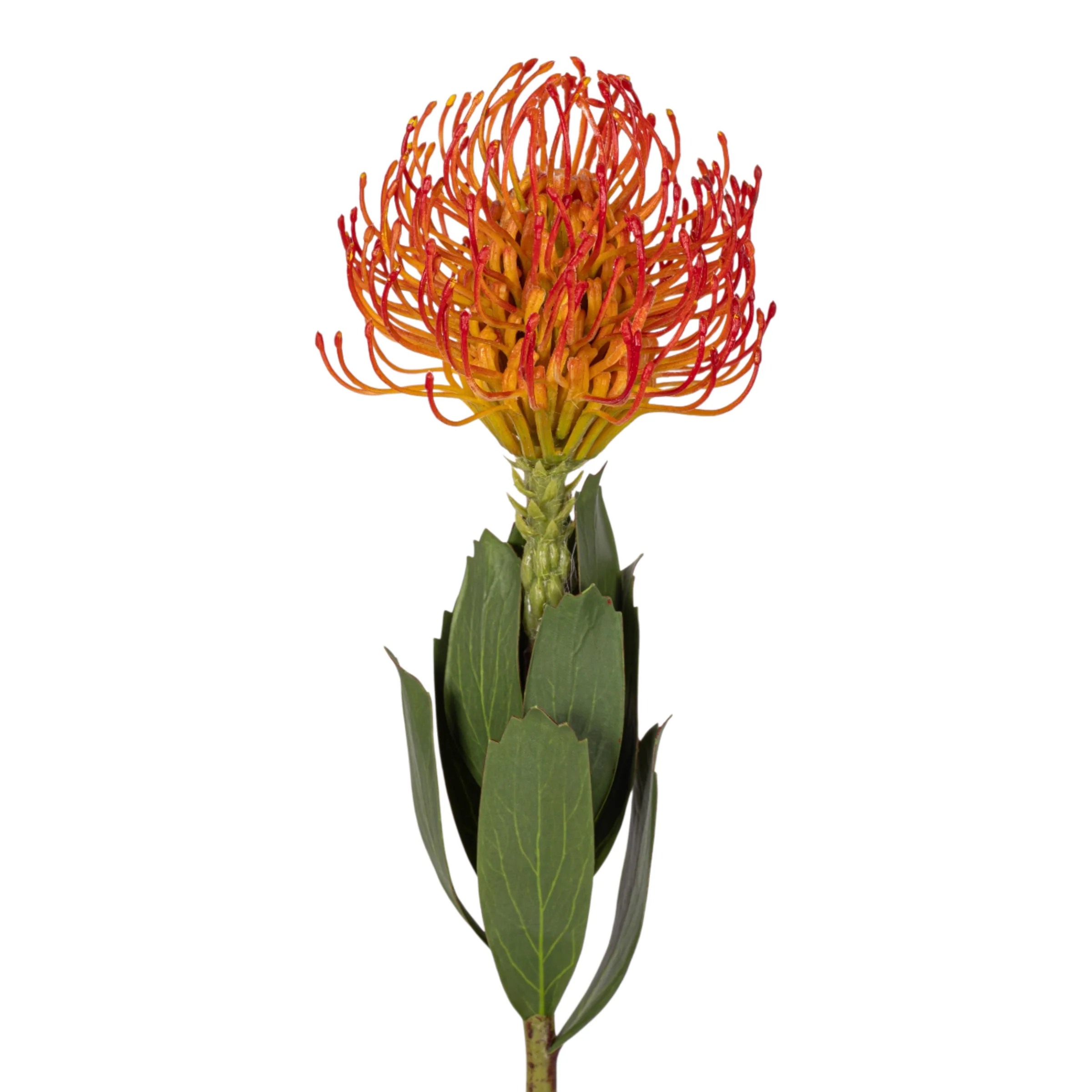 21" Red Protea Stem FL1126 - Image 2