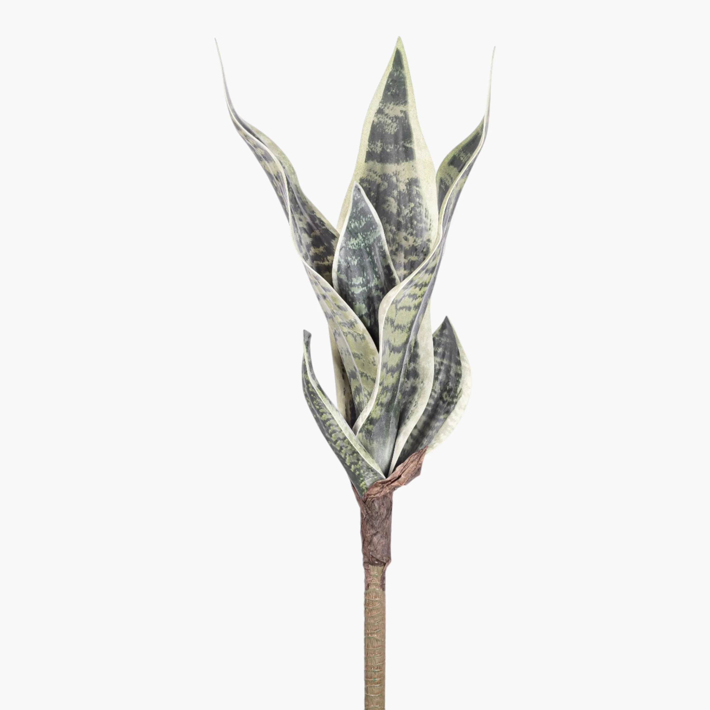 21" Sanseveria Stem ST1250