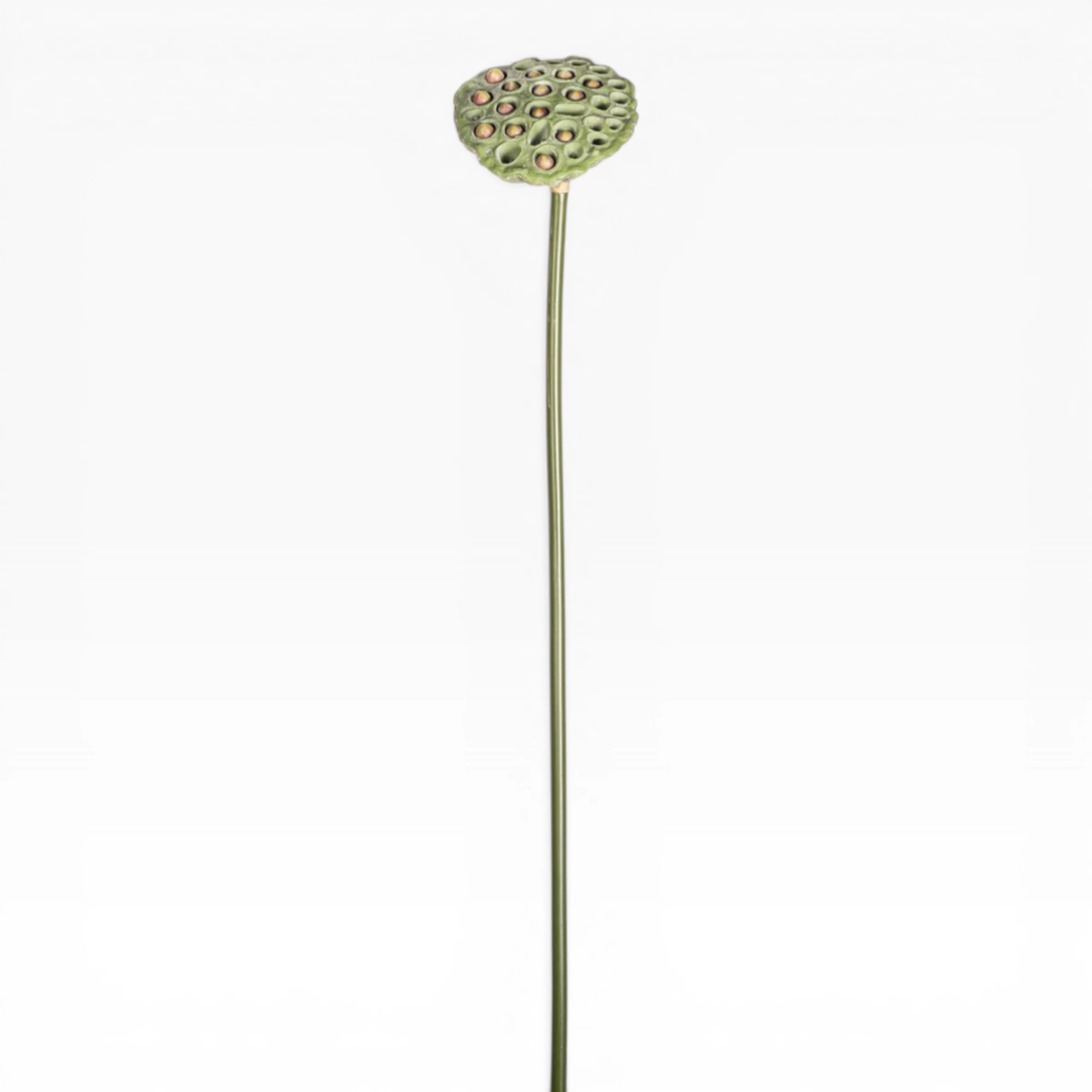 24" Lotus Seed Stem  ST1223 - Image 2