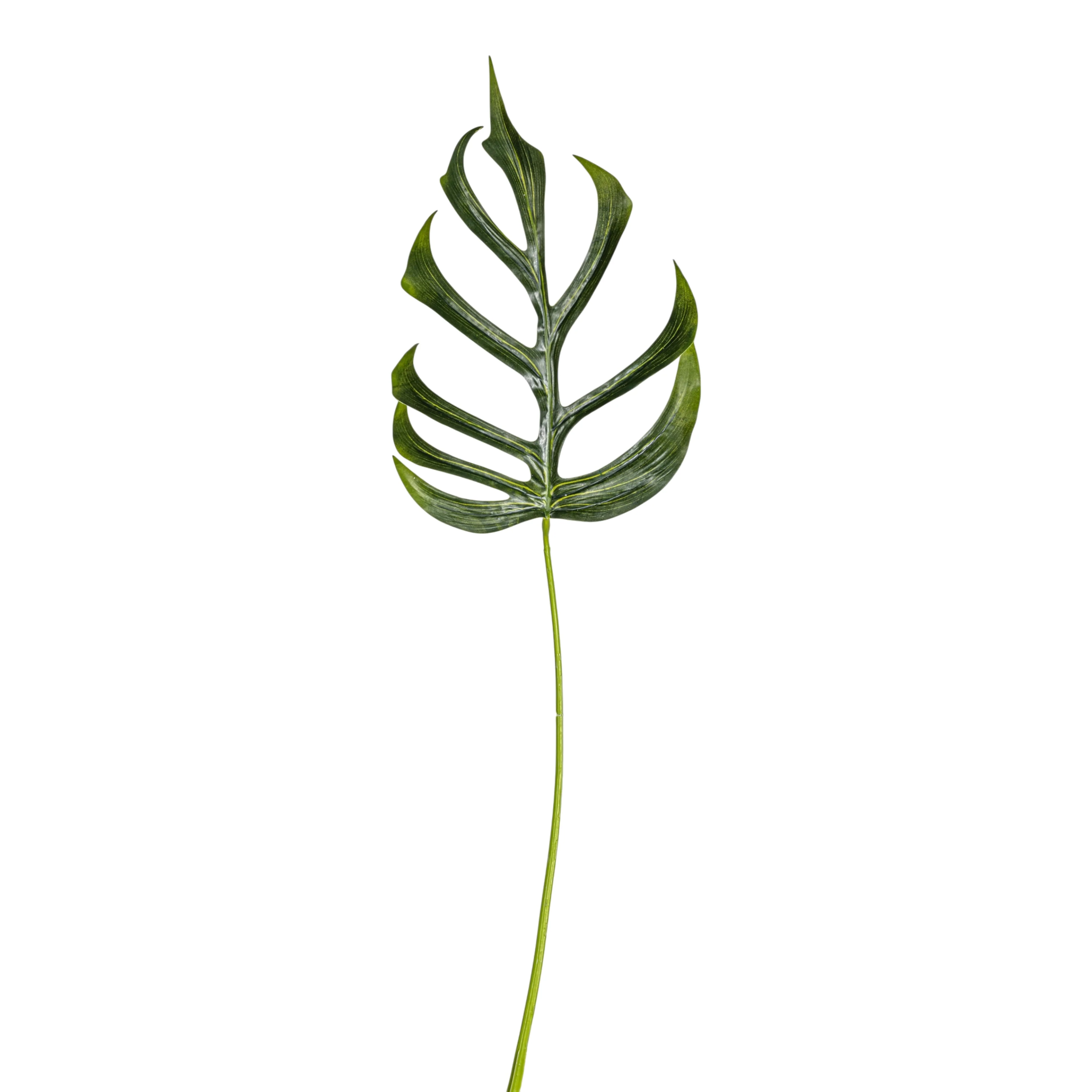 25.5" Monstera Dilacerata Leaf Stem   ST1215