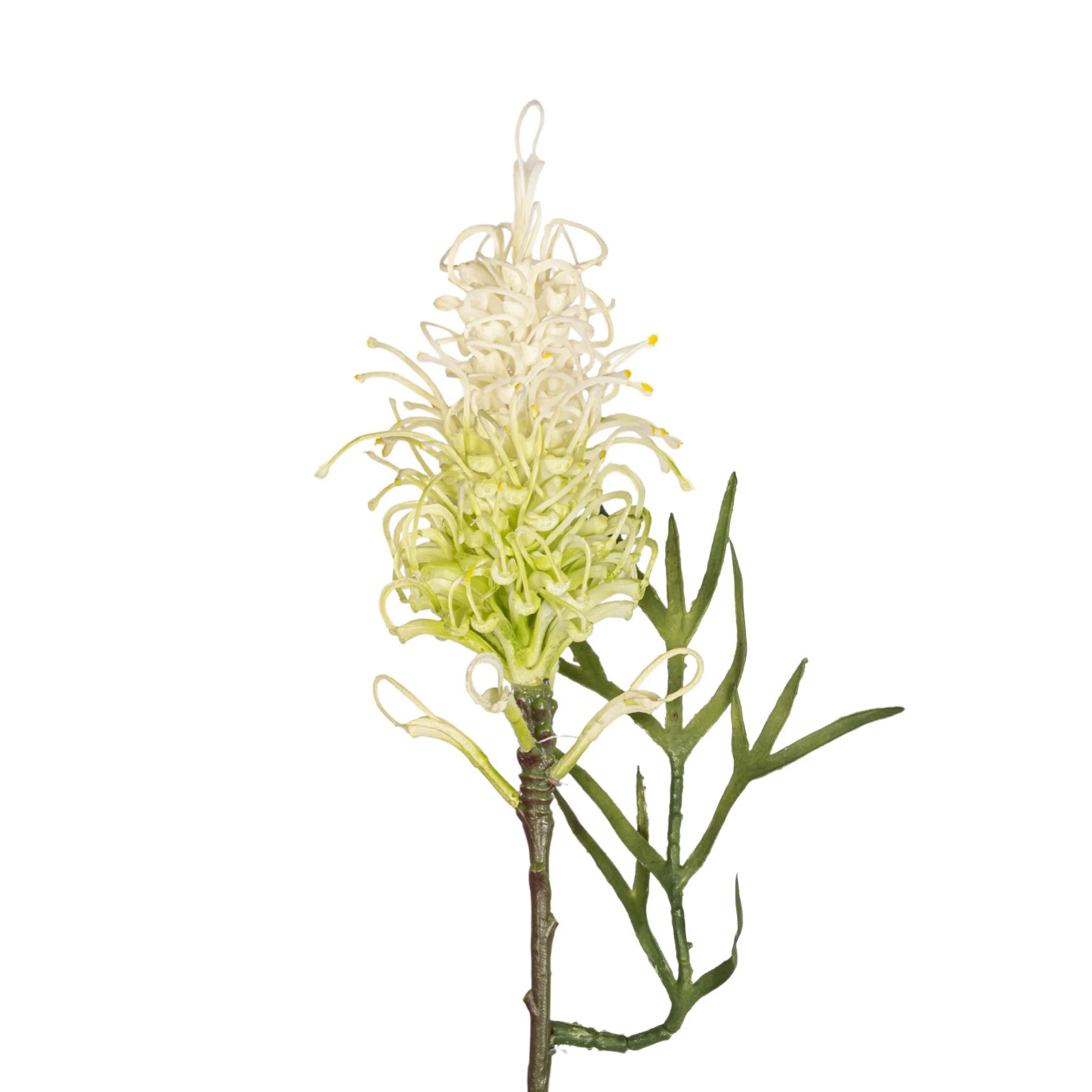 25" Grevillea Protea Stem   FL1071