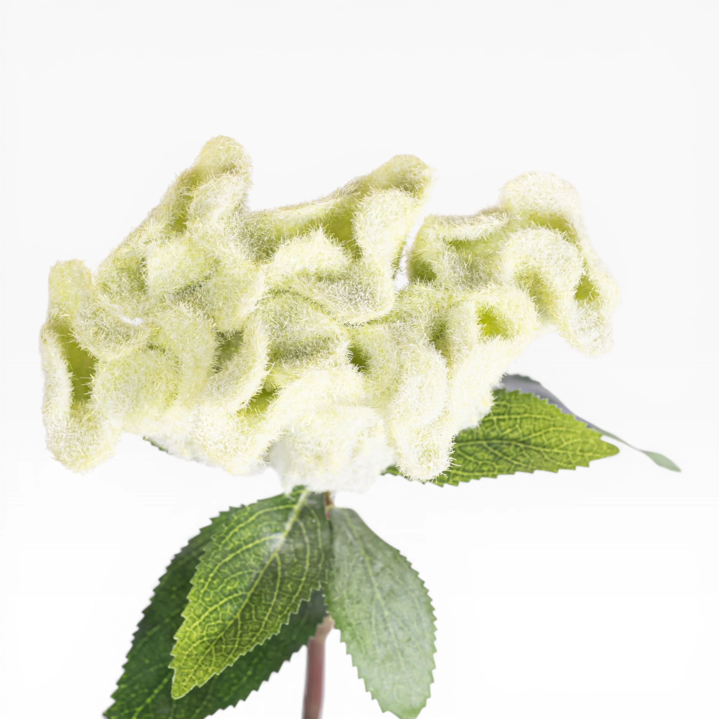 26" Celosia Stem  FL1084 - Image 3