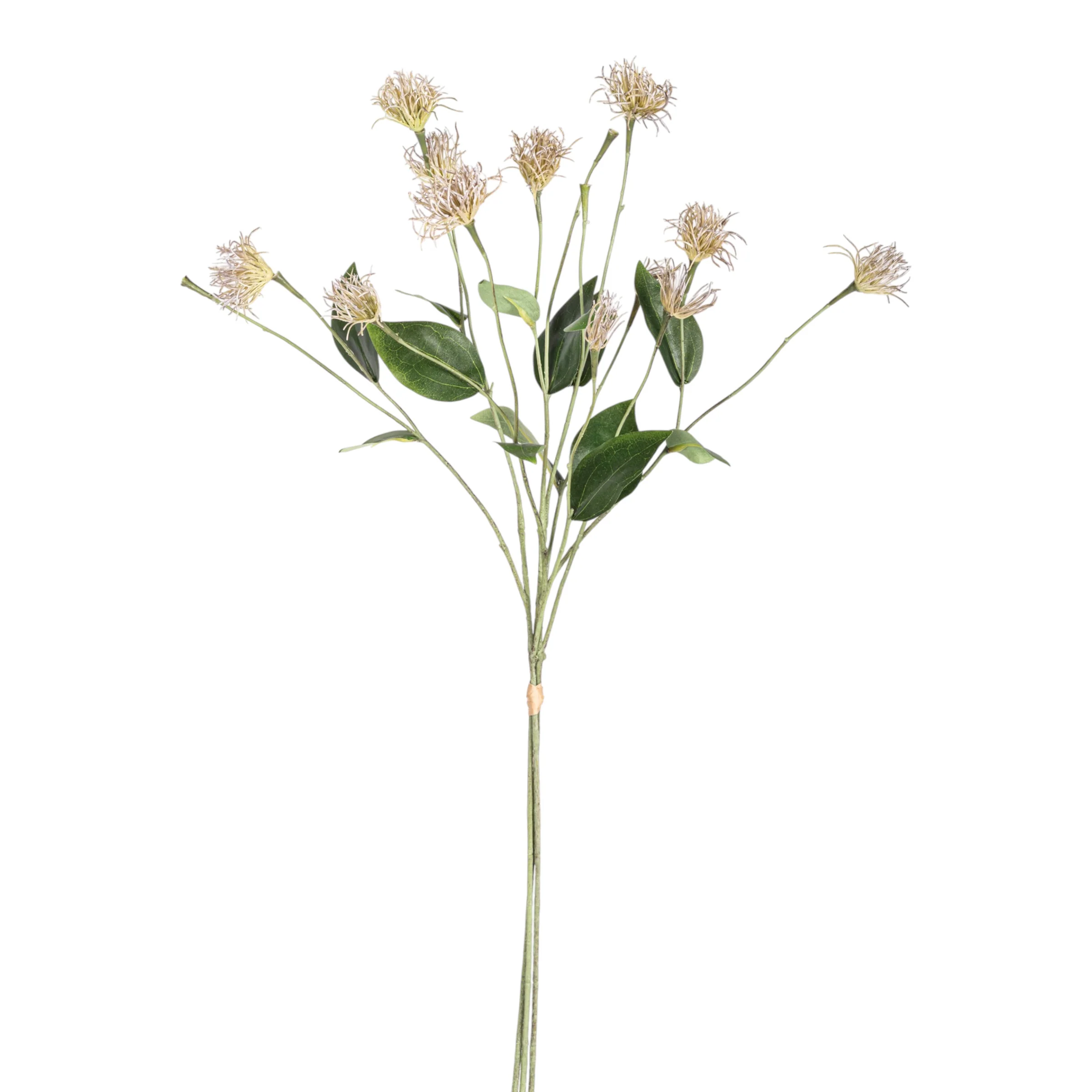 27" Clematis Pod Stem Bundle   ST1204