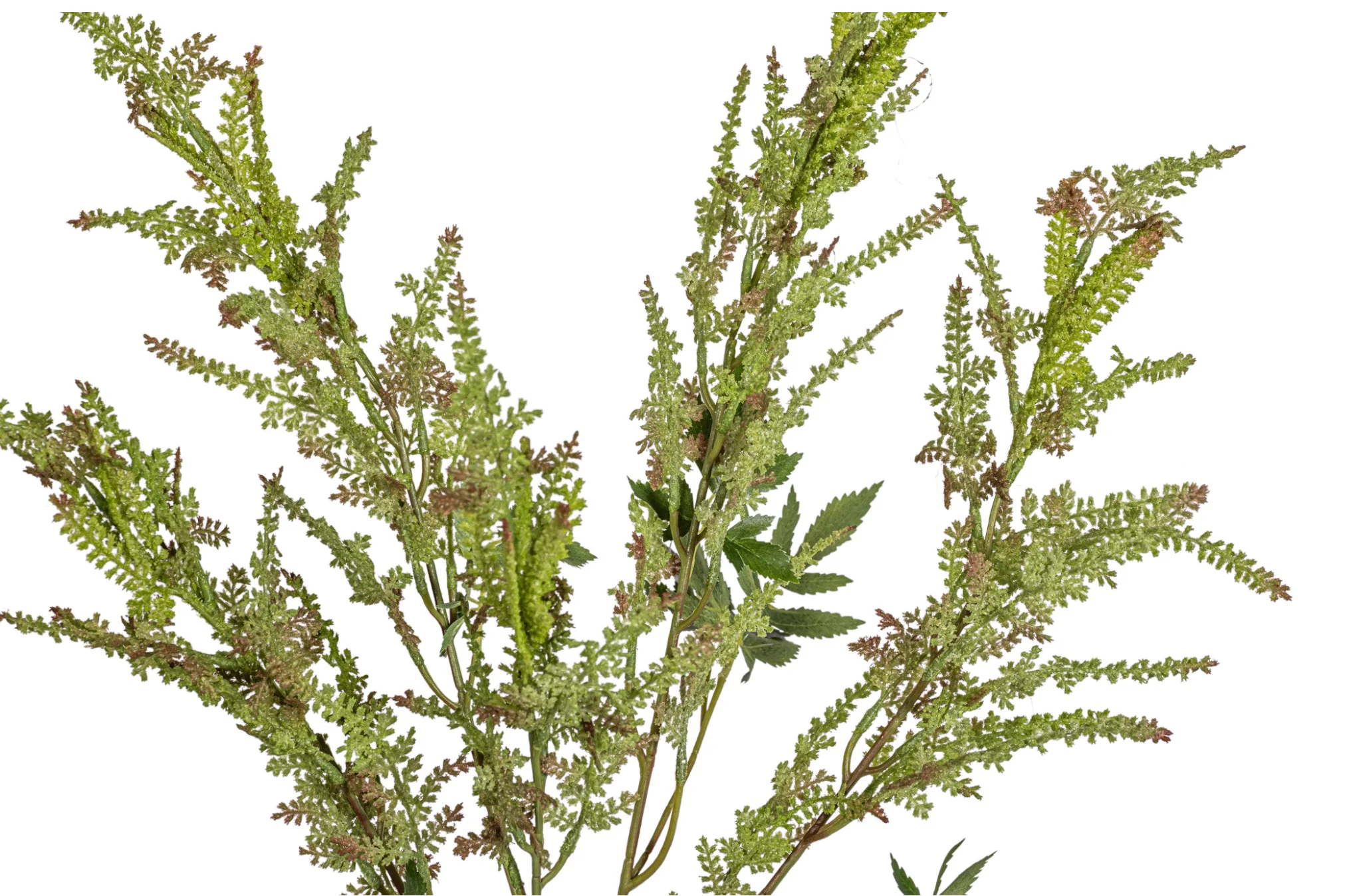 28" Meadowsweet Stem  ST1206 - Image 2