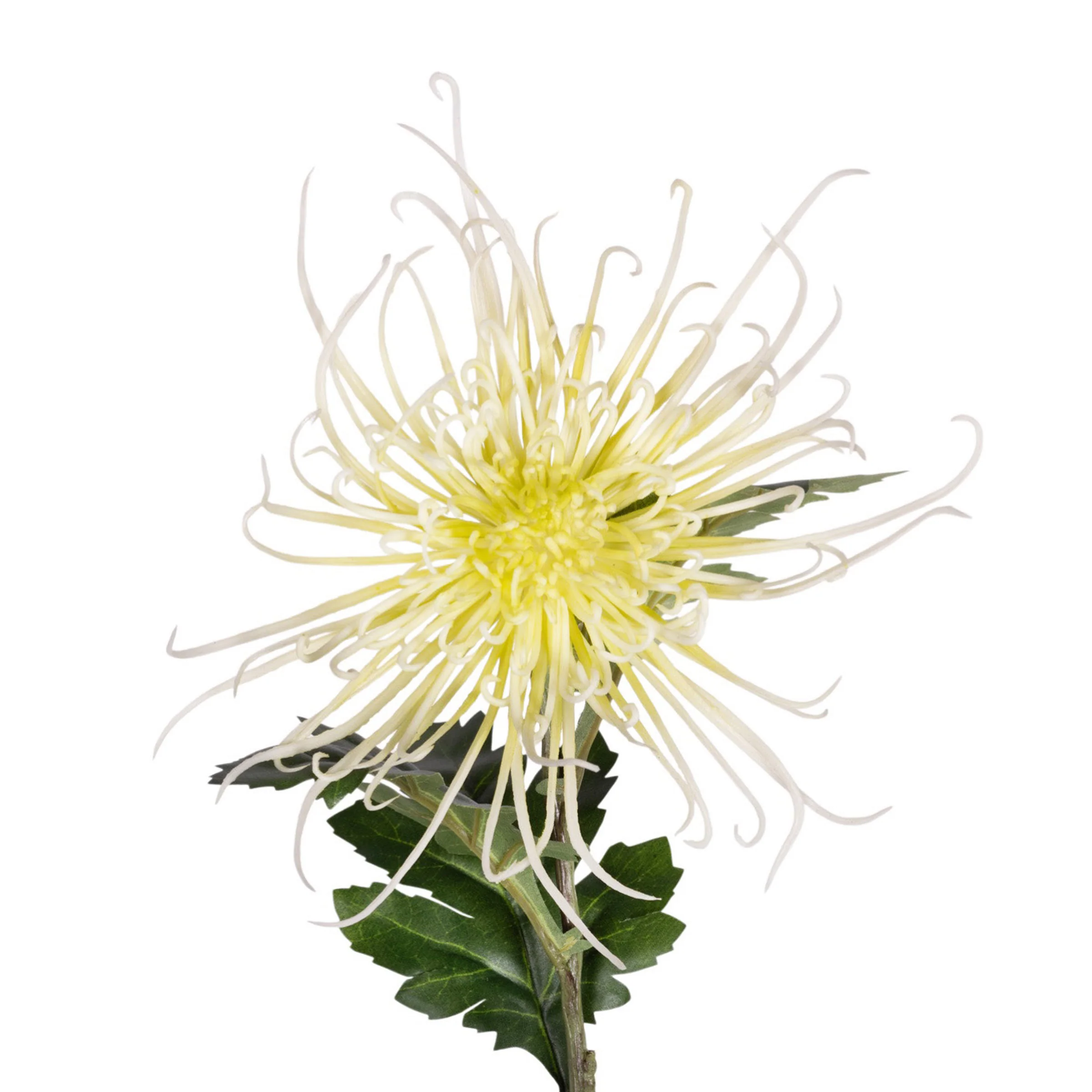30" Spider Mum Stem - Light Green   FL1067