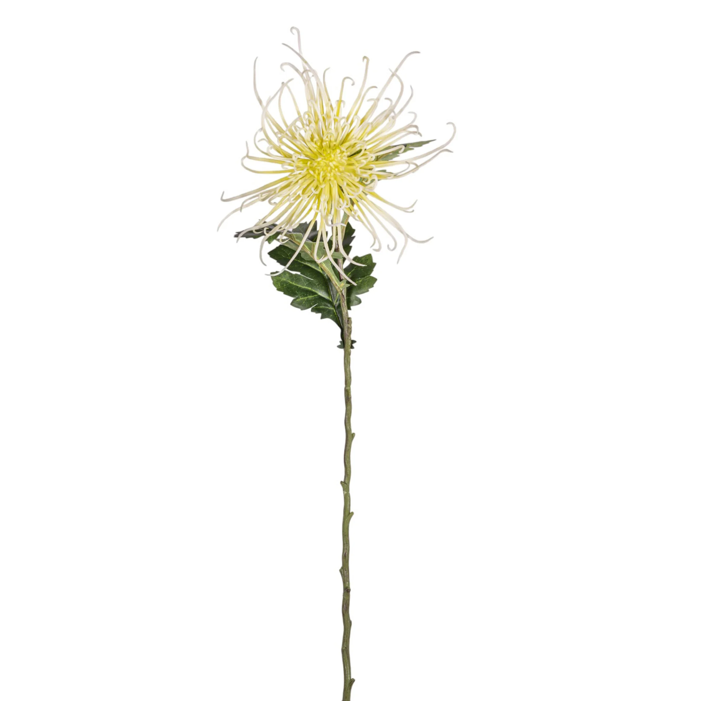 30" Spider Mum Stem - Light Green   FL1067 - Image 2