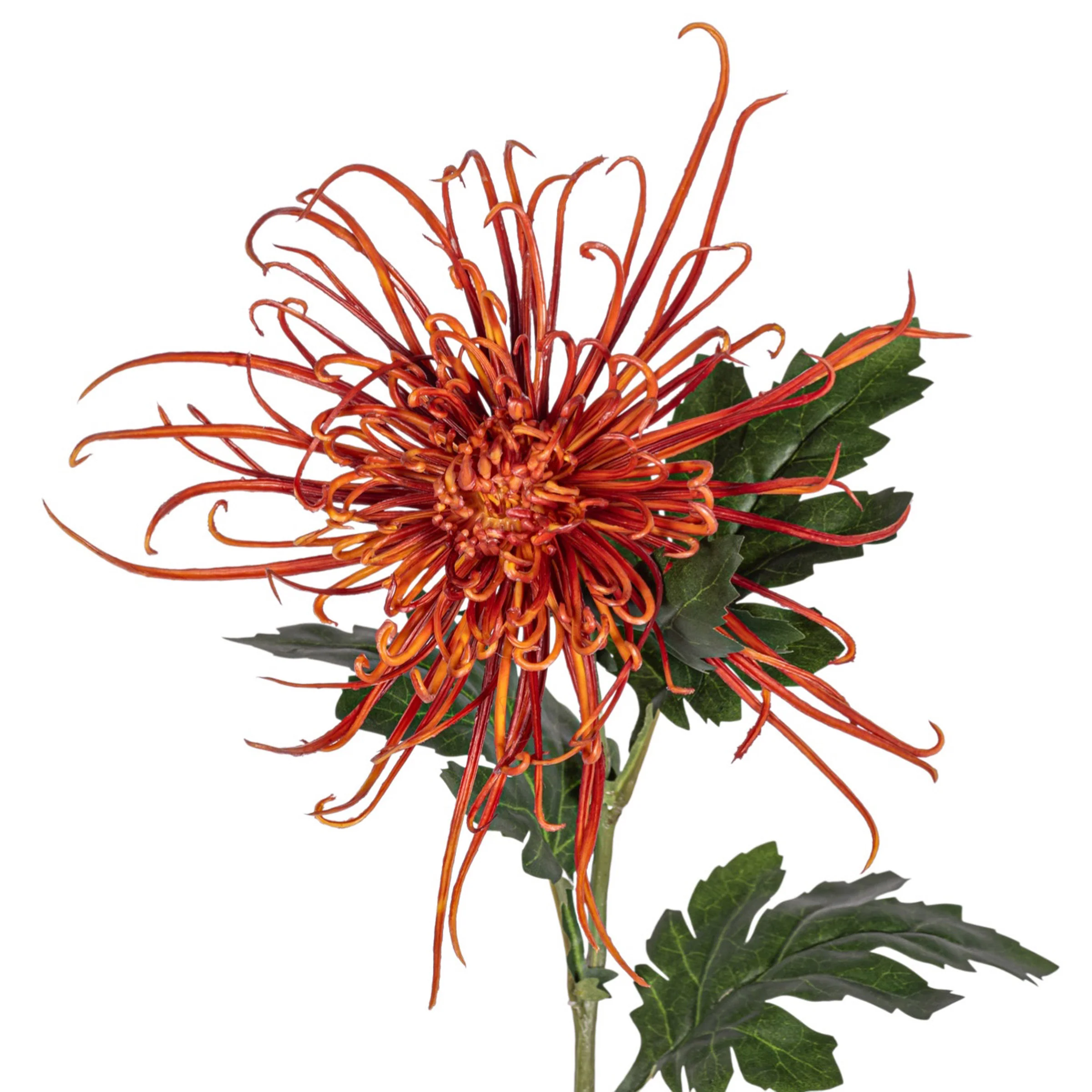 30" Spider Mum Stem - Red   FL1064