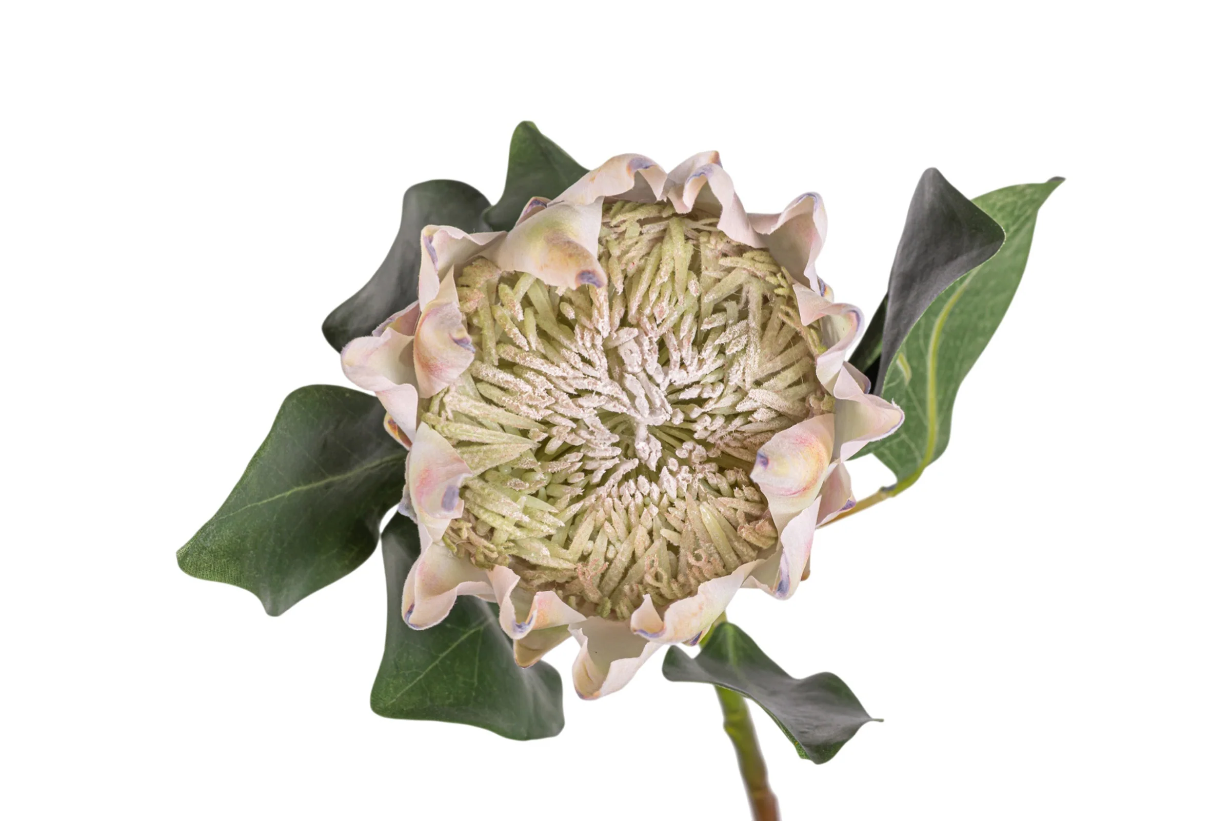 29" King Protea Stem   FL1090 - Image 3