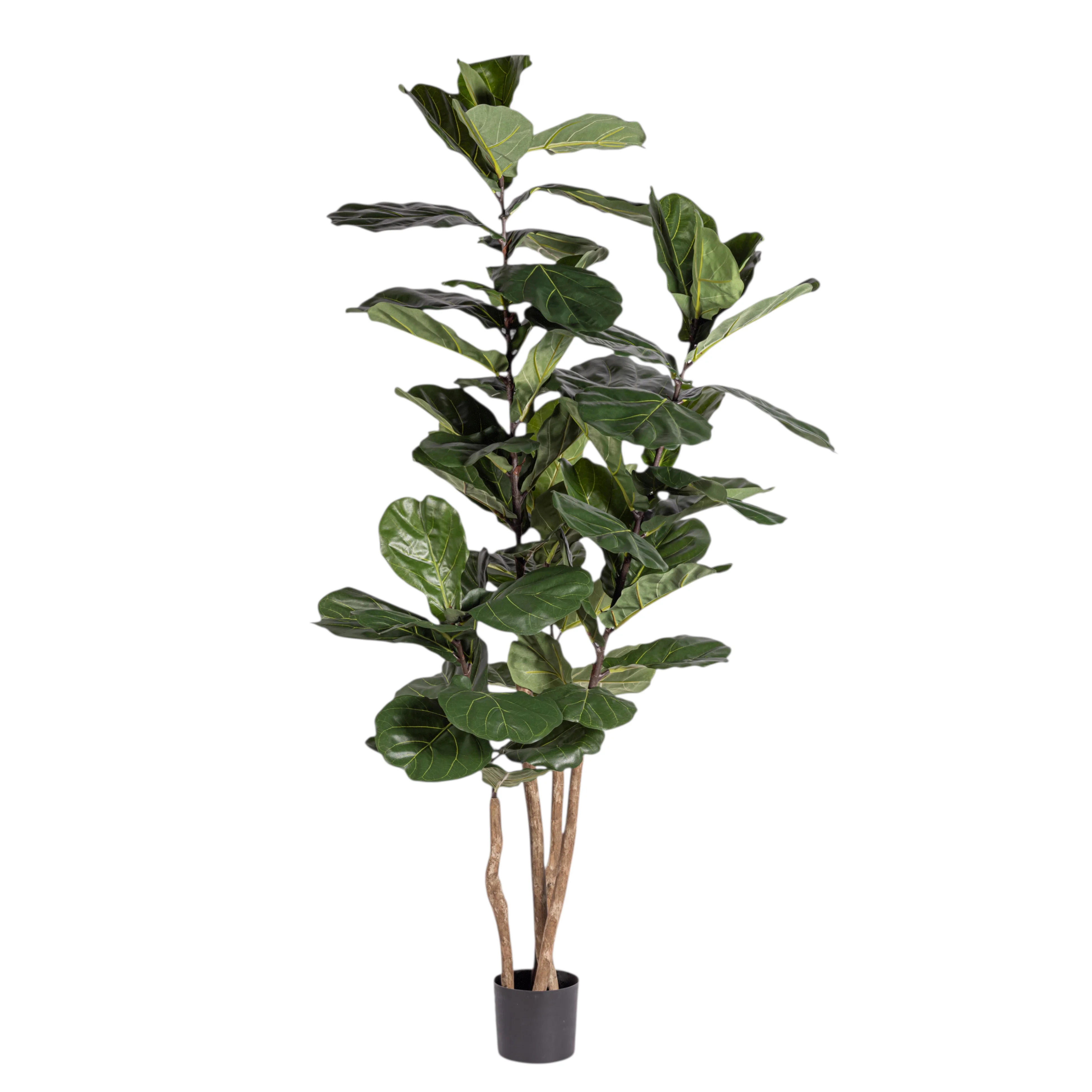6' Fiddle Leaf Fig Tree   FP1408