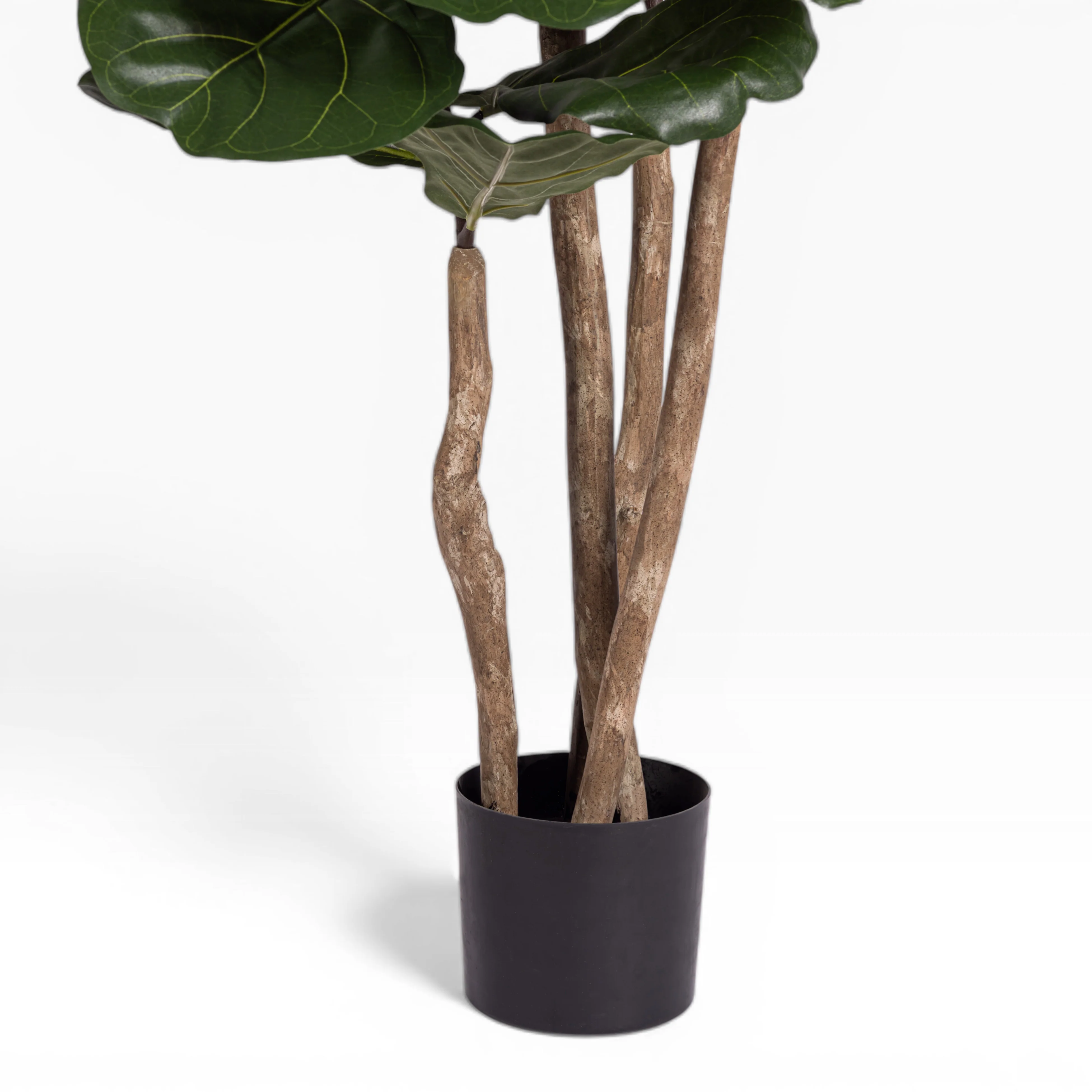6' Fiddle Leaf Fig Tree   FP1408 - Image 3