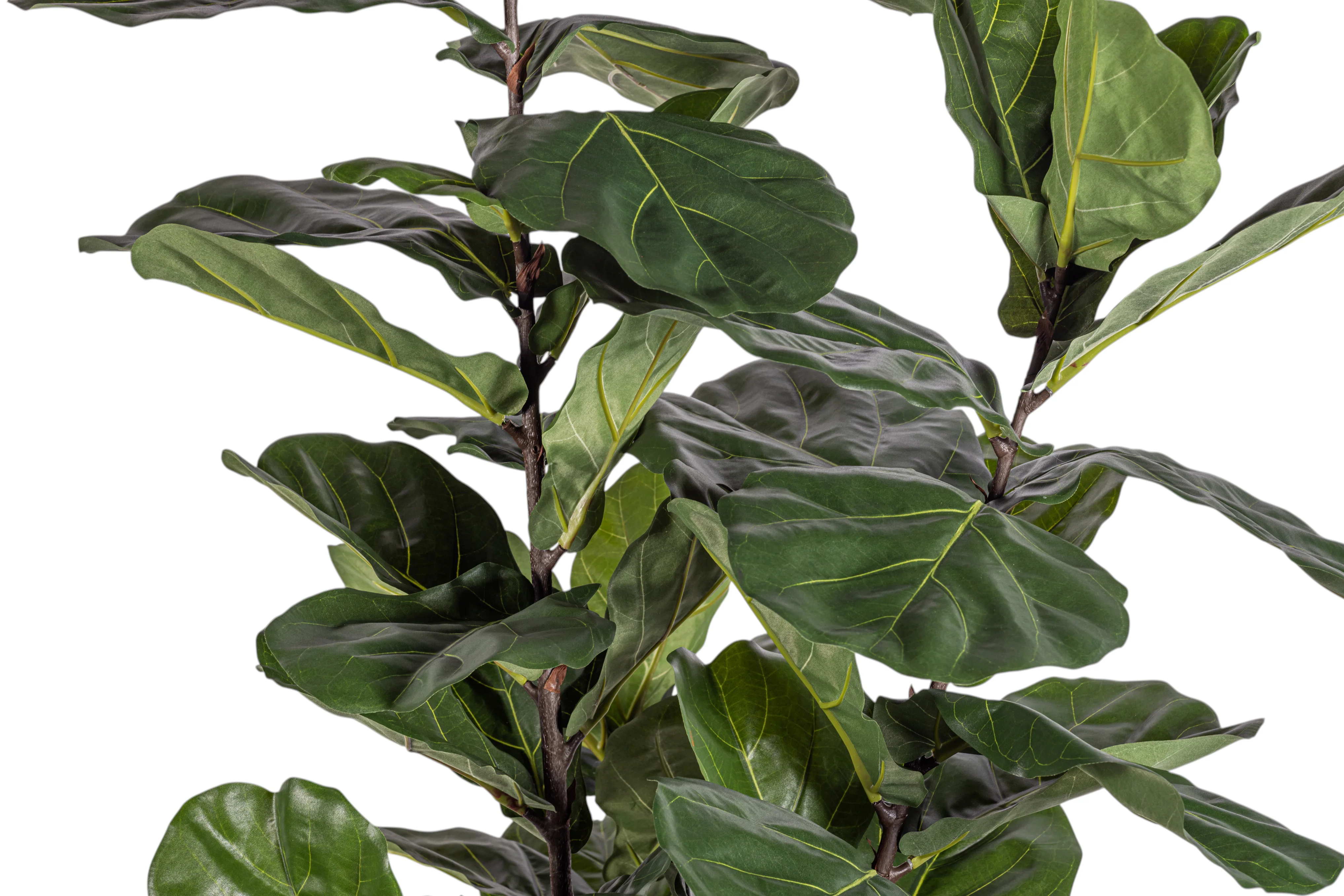 6' Fiddle Leaf Fig Tree   FP1408 - Image 4