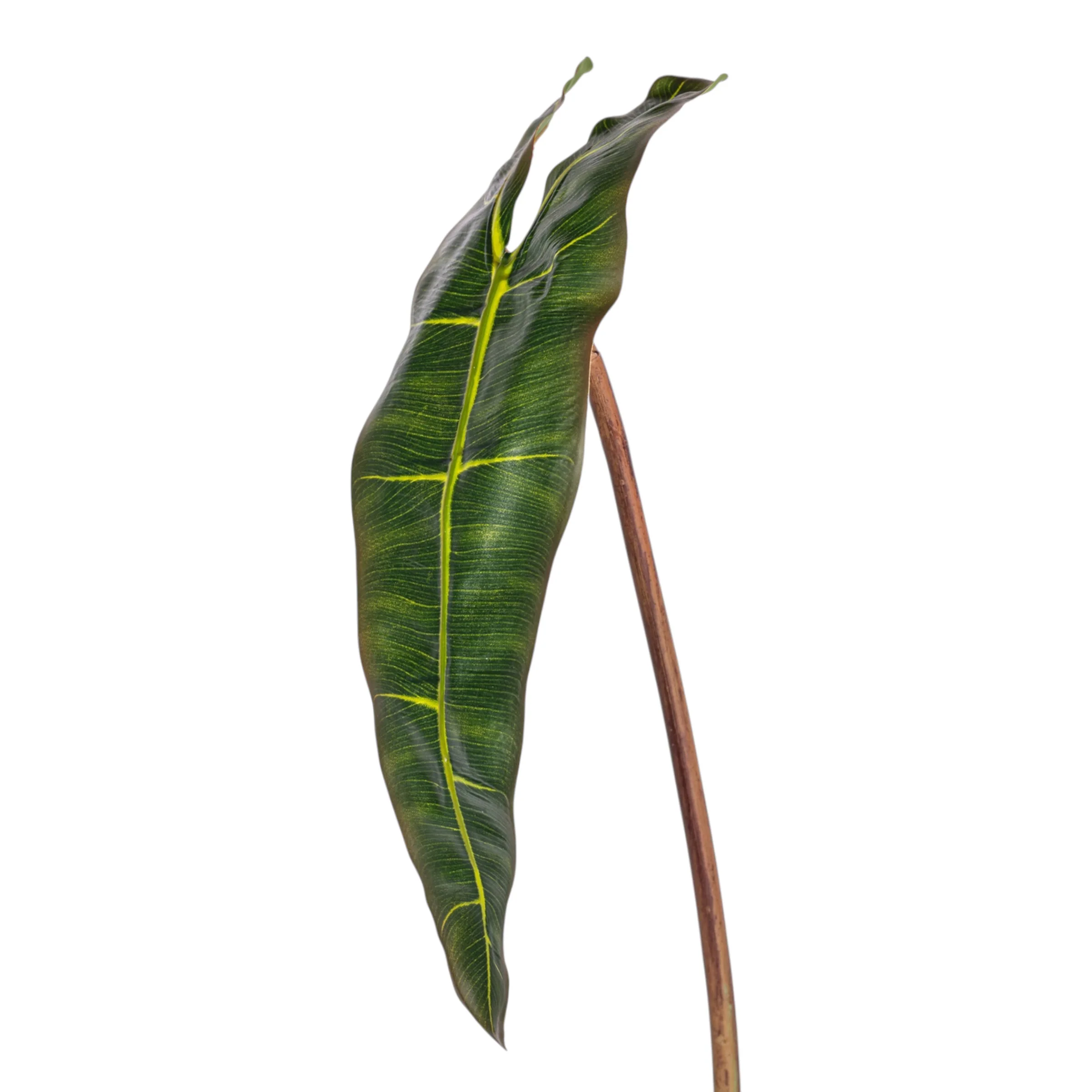 23" Philodendron Spiritus Leaf Stem   ST1213 - Image 2