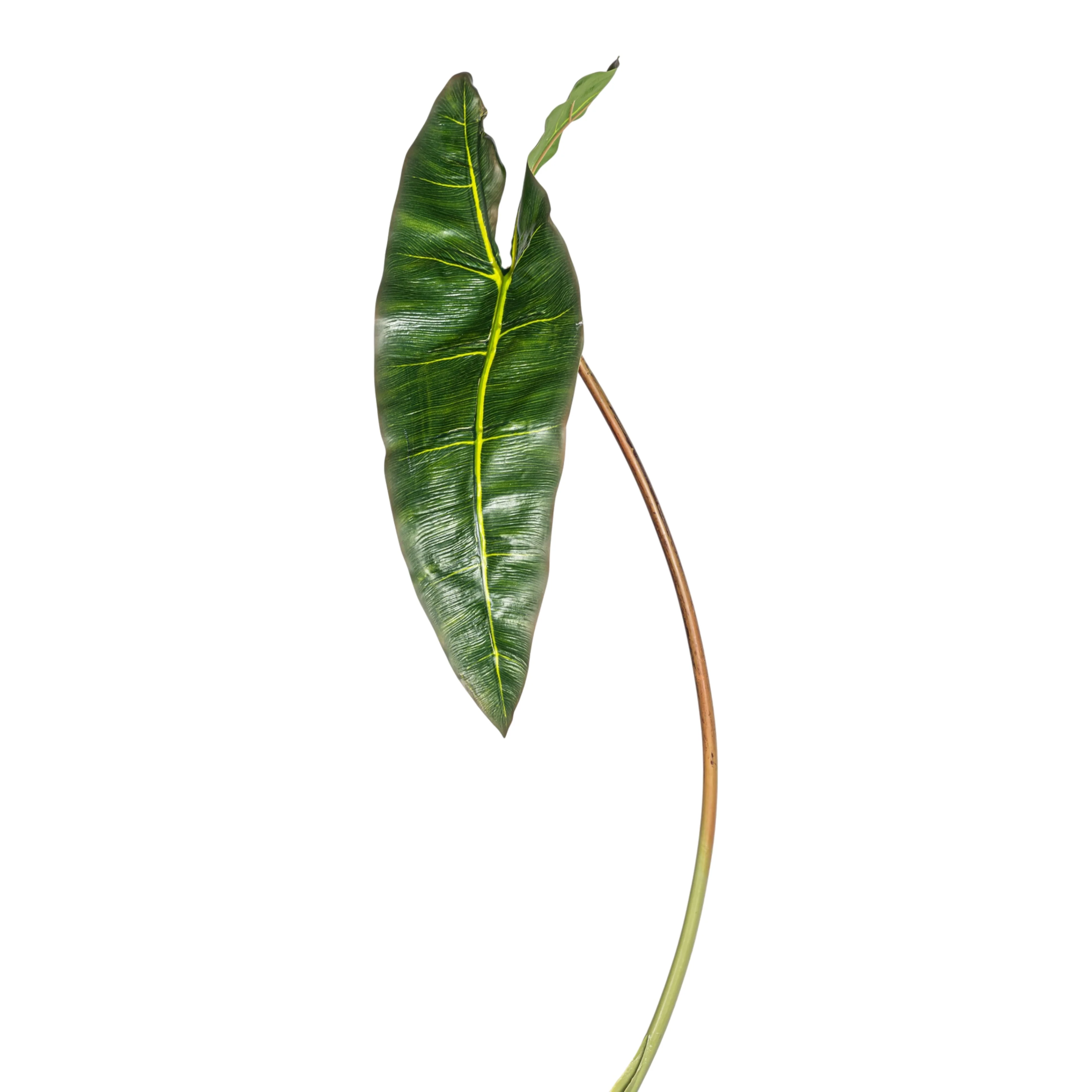 32" Philodendron Spiritus Stem   ST1212 - Image 3