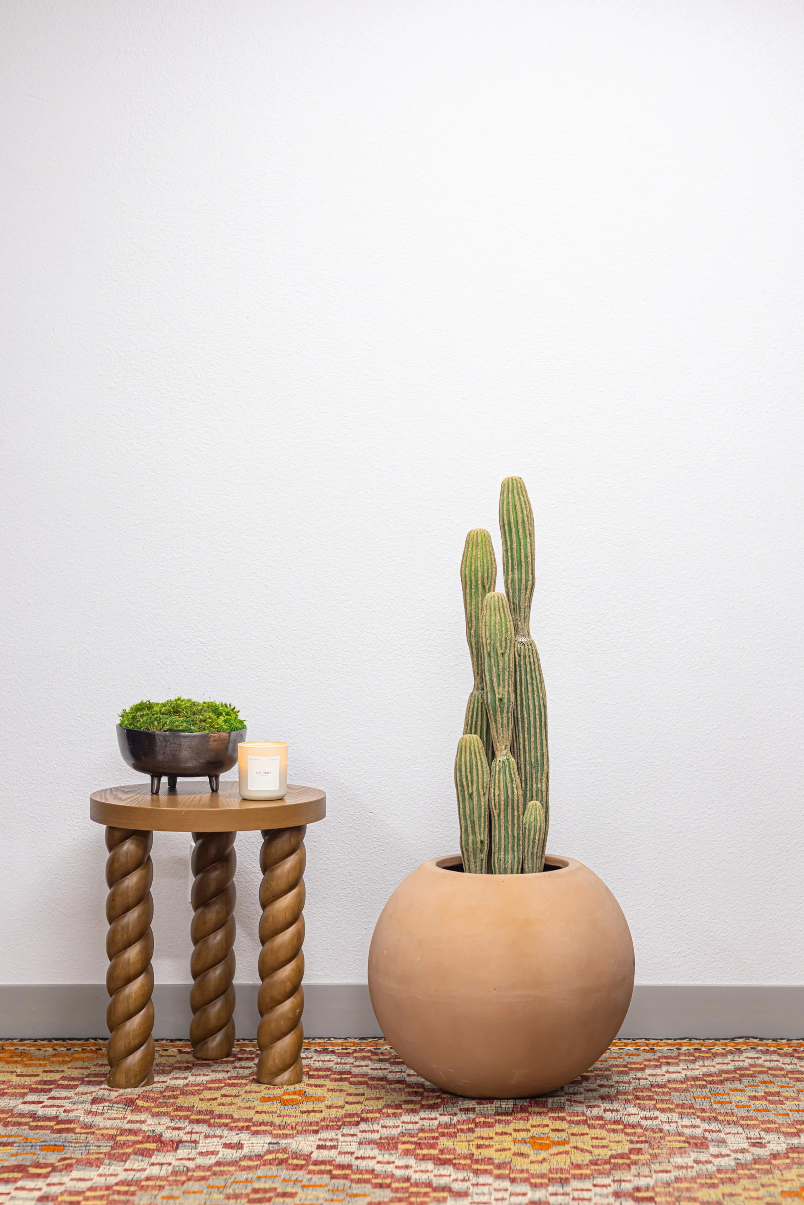 Cereus Cactus Plant - UV Treated - Image 6