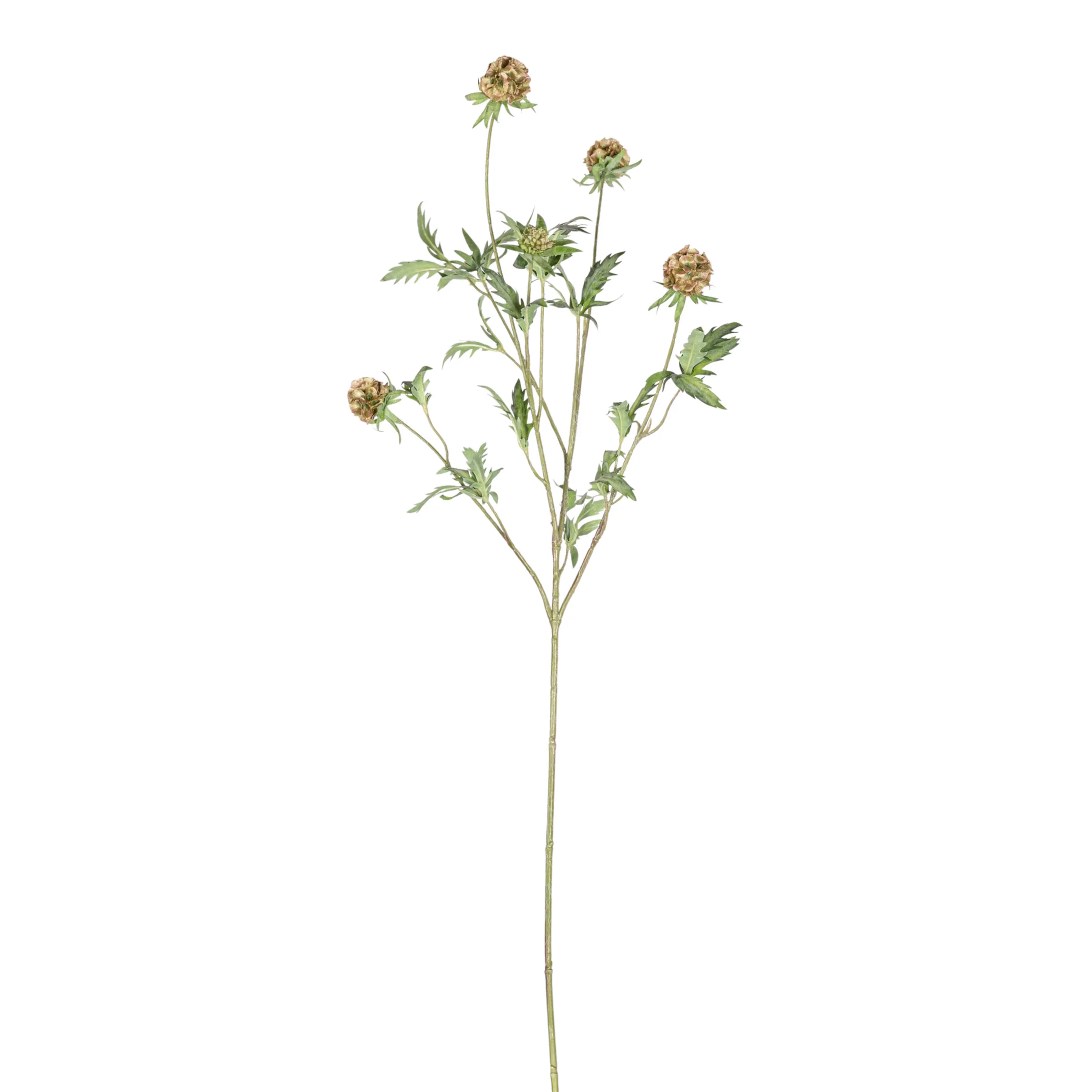 37" Scabiosa Pod Stem   FL1081