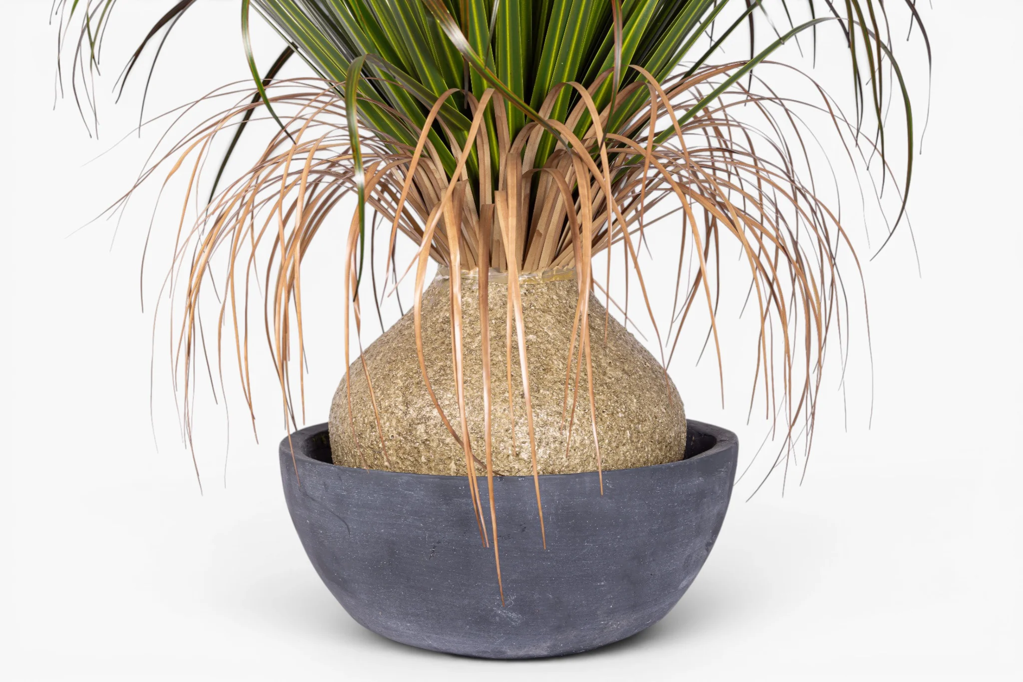 39" Pony Tail Palm in Black Cement Bowl - UV Treated AR1902 - Image 2