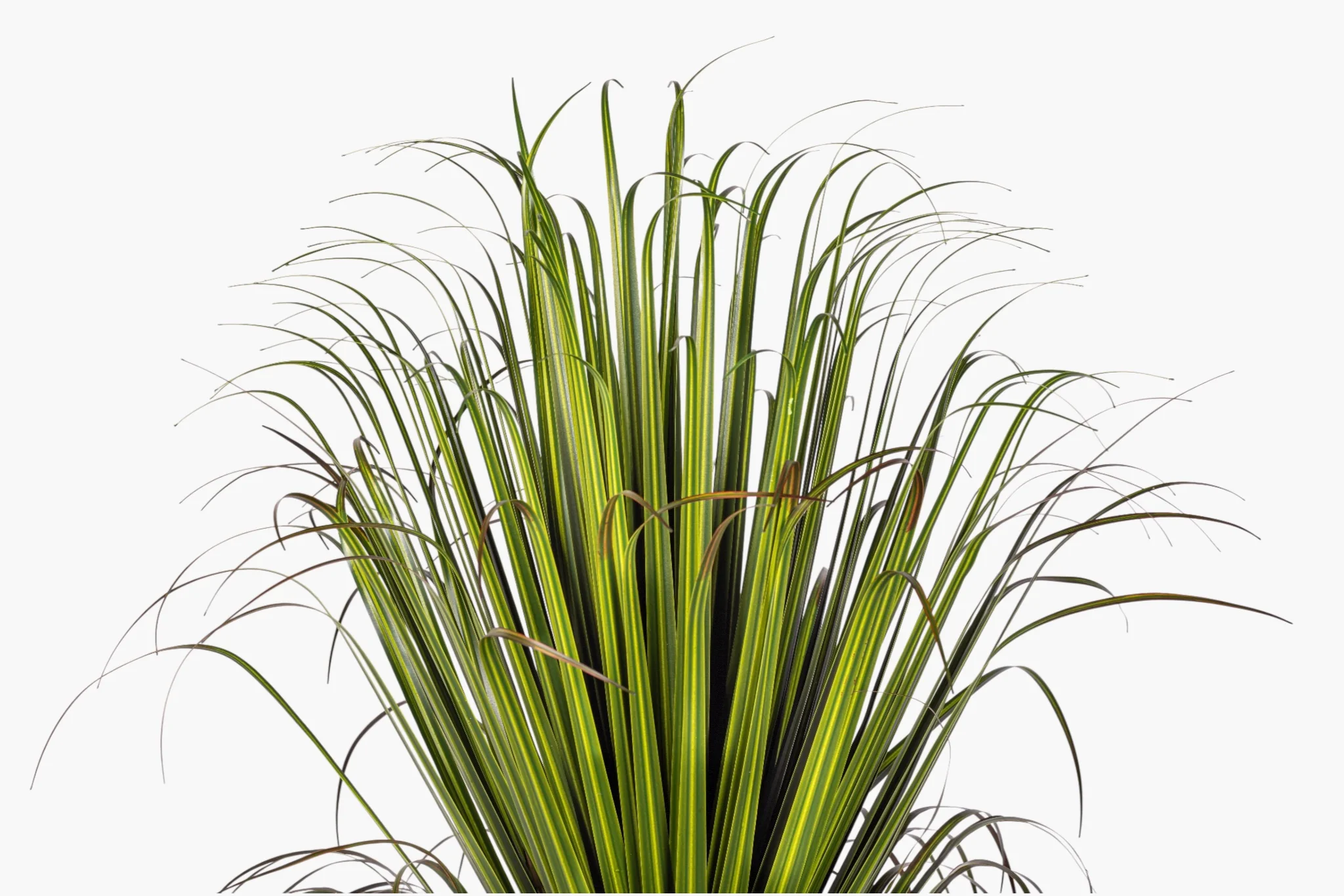 39" Pony Tail Palm in Black Cement Bowl - UV Treated AR1902 - Image 3