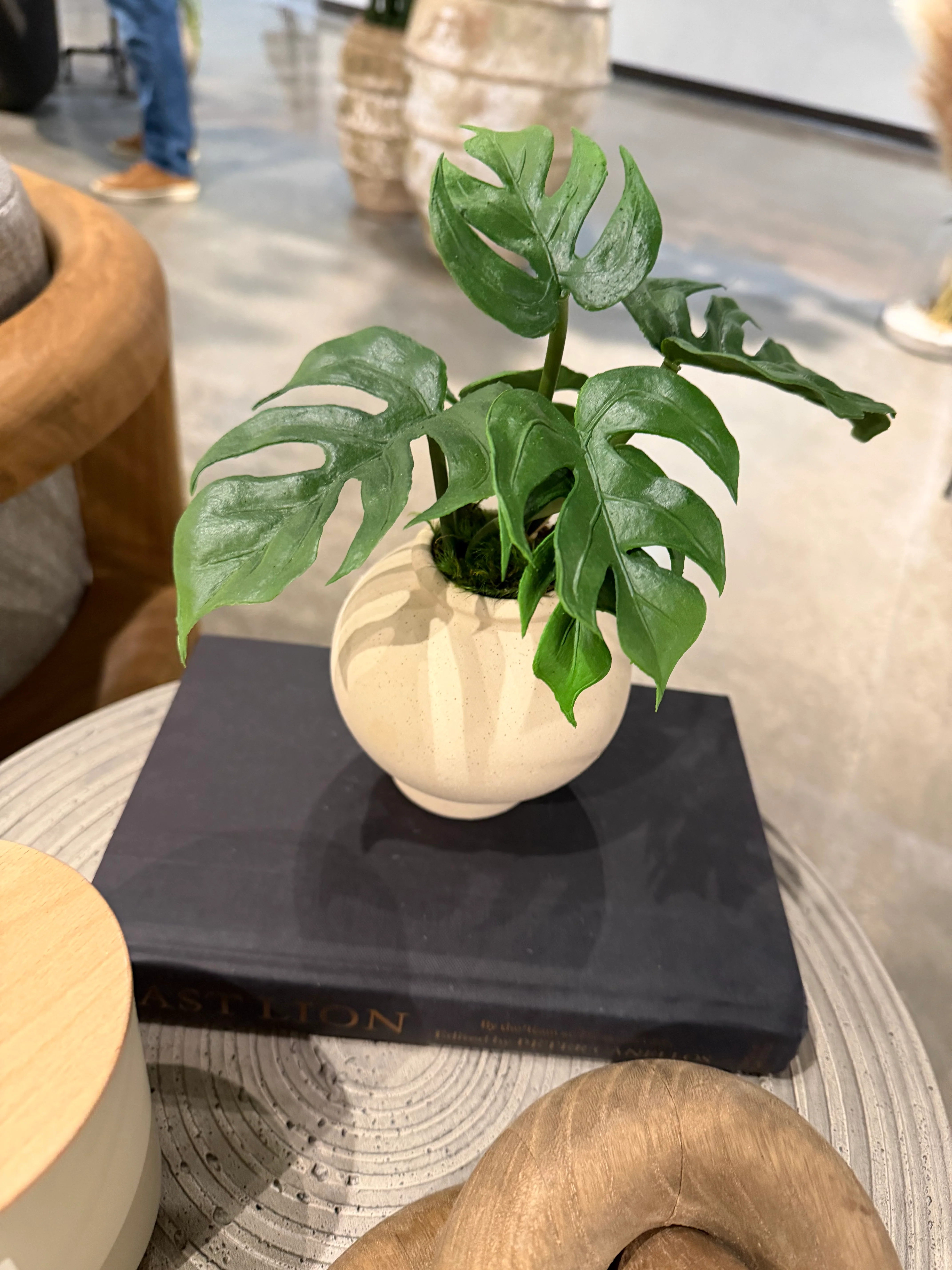 4.25" Stuart Bud Vase with Monstera AR1906