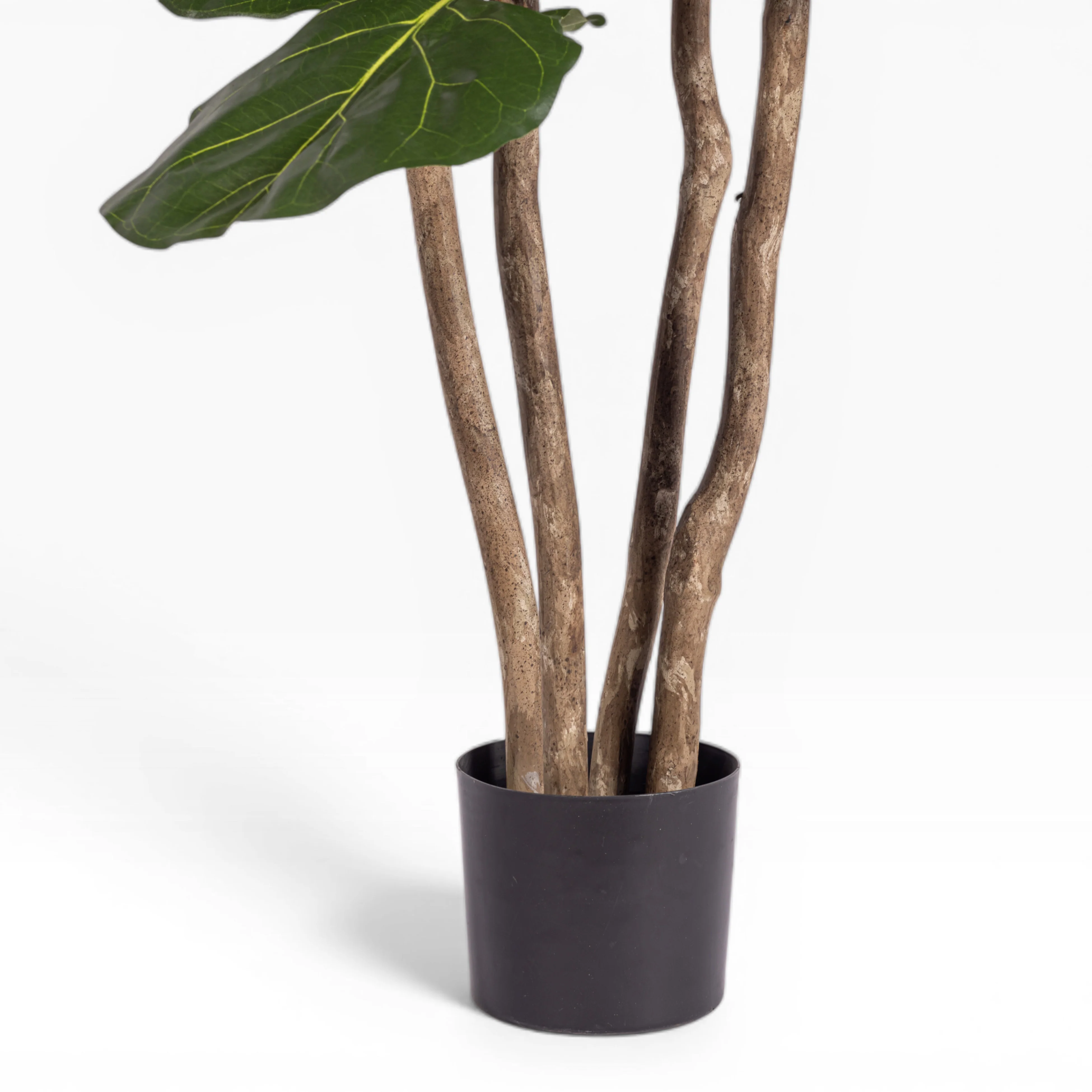 6' Fiddle Leaf Fig Tree   FP1400 - Image 2