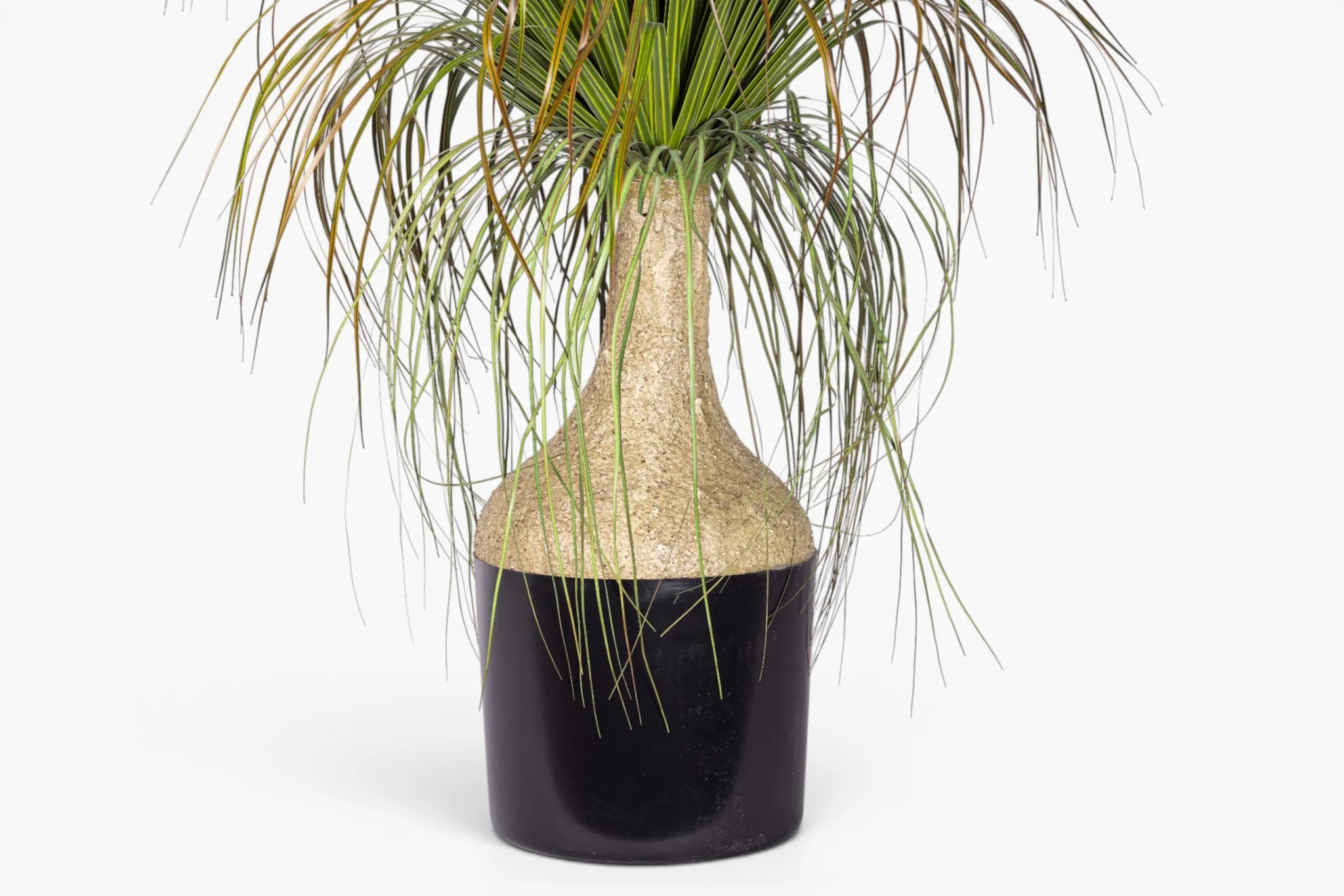 4.5' Pony Tail Palm Tree - UV Treated FP1519UV - Image 2