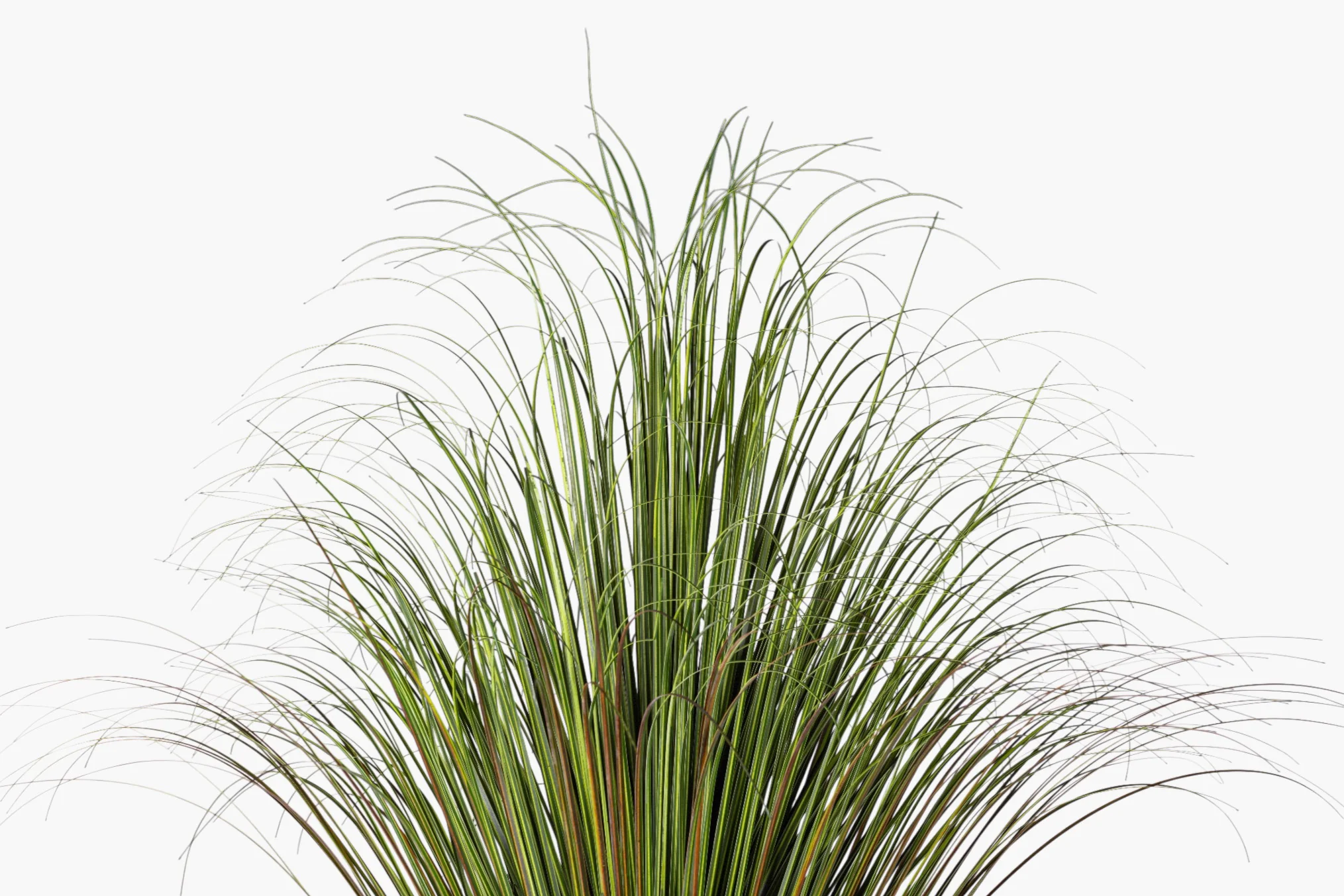 4.5' Pony Tail Palm Tree - UV Treated FP1519UV - Image 3