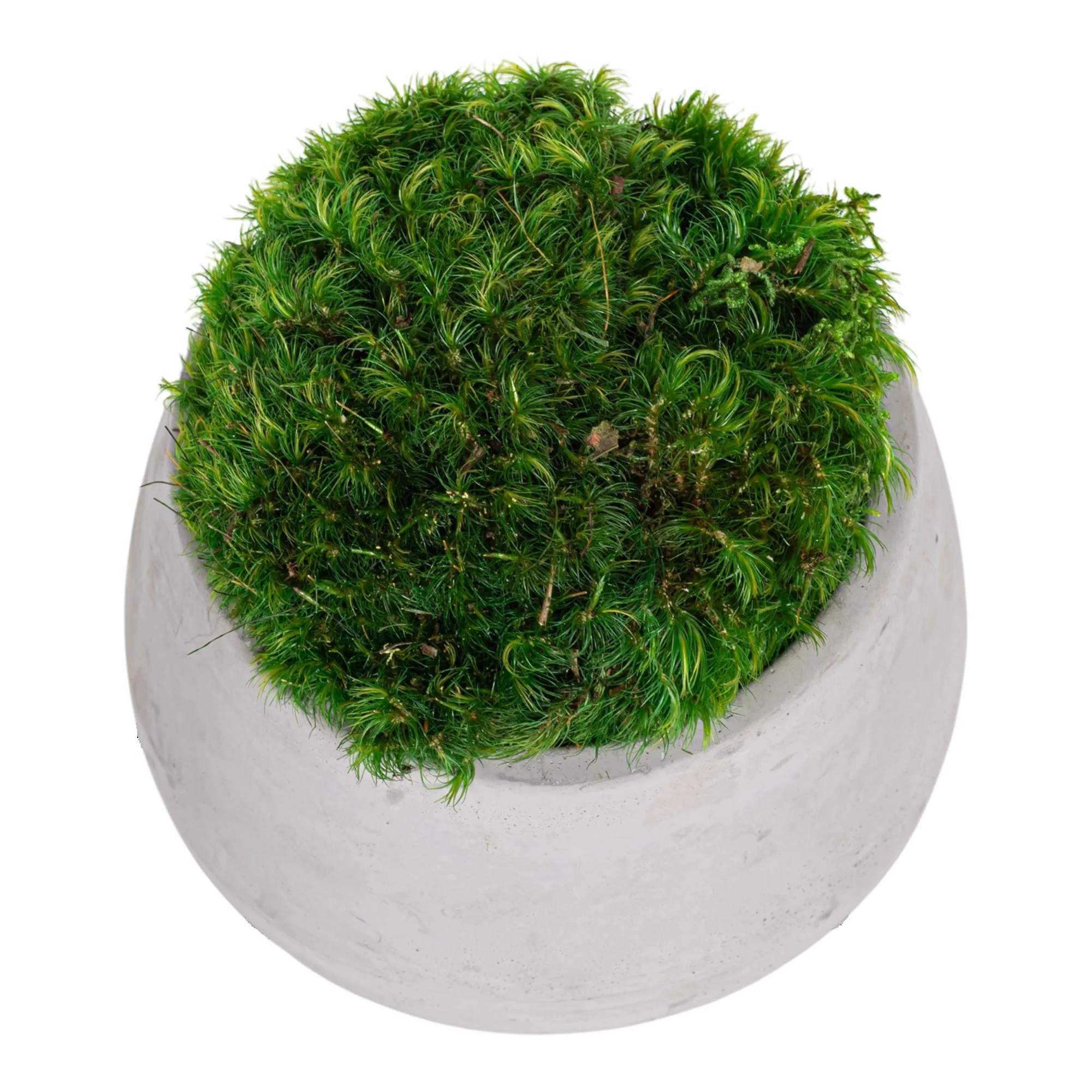 4" Ellie Pot with Mood Moss AR1163 - Image 2